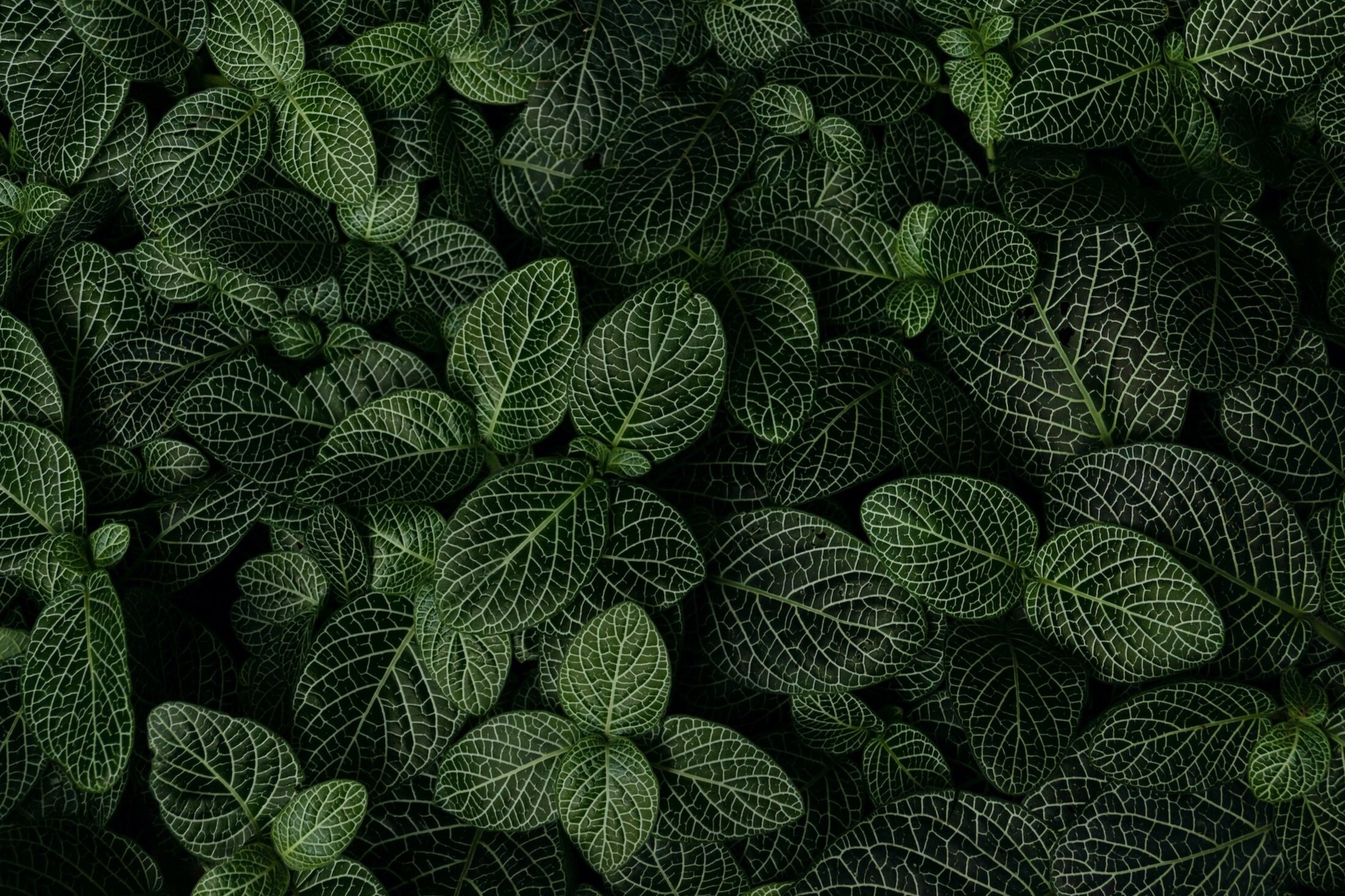 image-asset.jpg