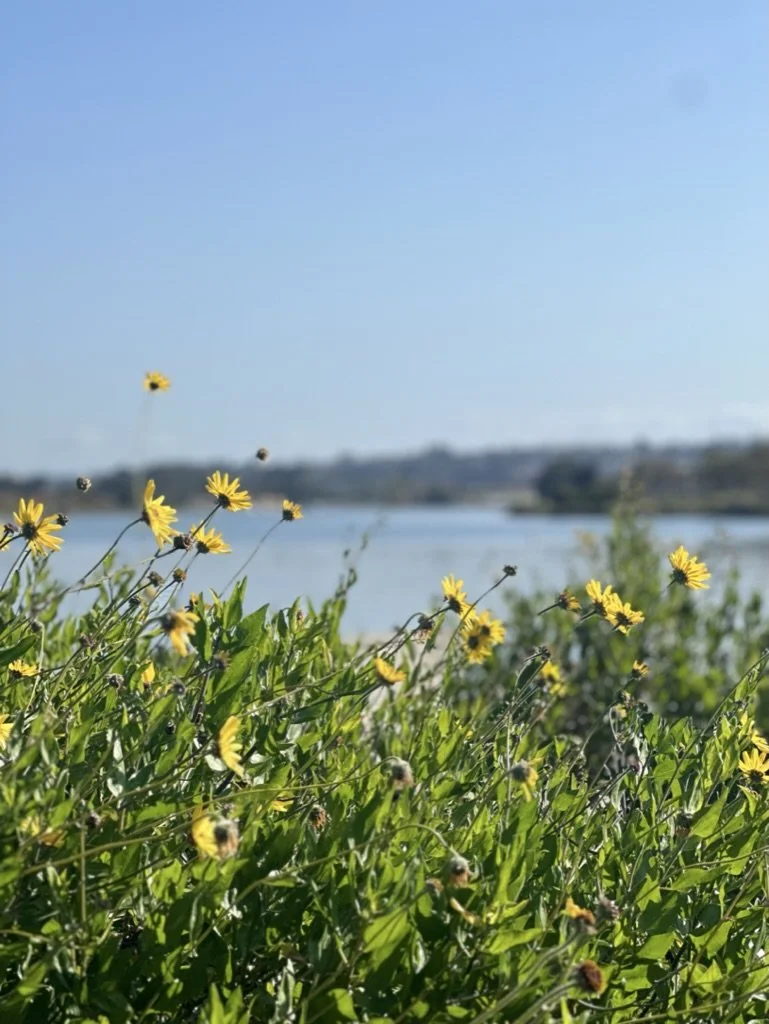 What Happens If You Die Without a Will or Trust in California?