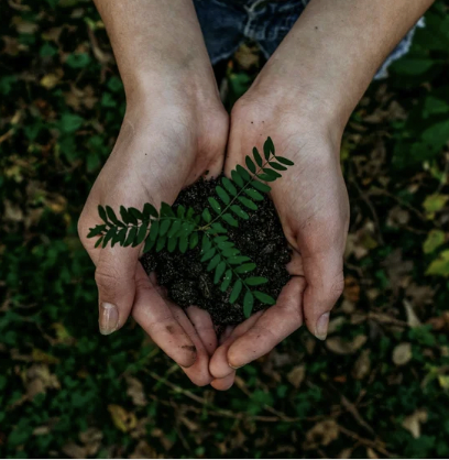 Green Alternatives to Traditional Burial