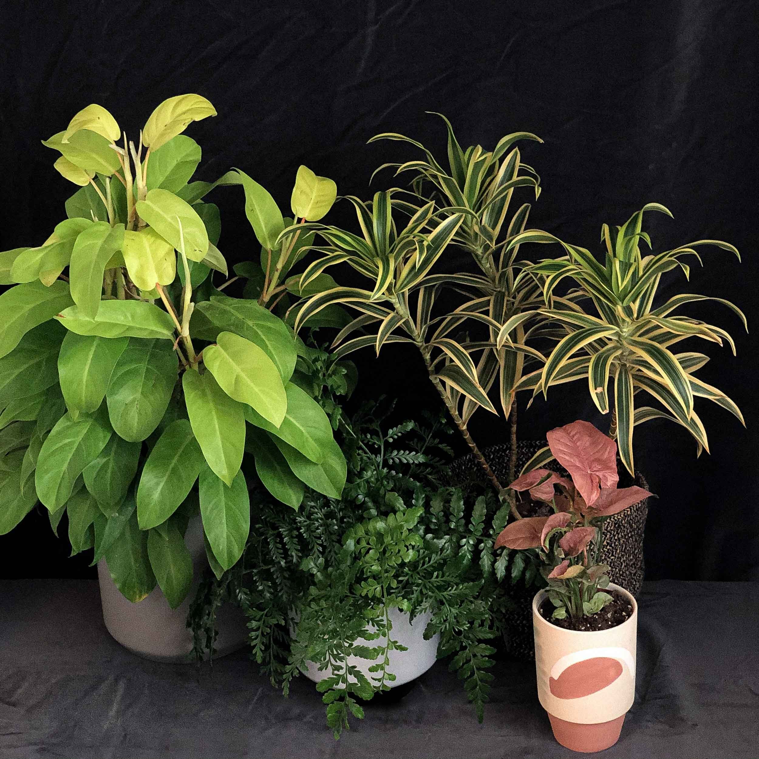 Multiple medium light plants such as Philodendron, Fern, Song of India, and a pink Arrowhead plant