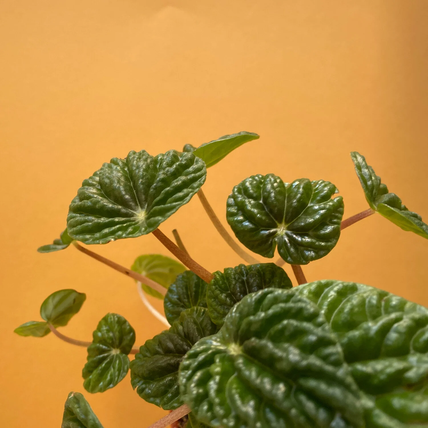 Peperomia ‘Ripple' 4”