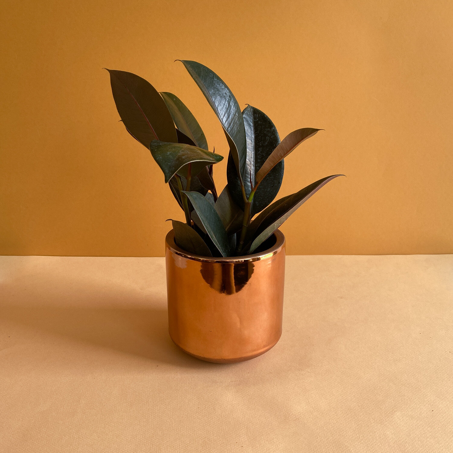 Rubber plant in 4" Copper Pot