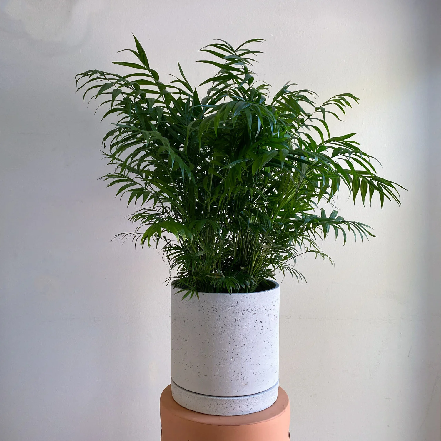 Neanthe Palm Plant for Twin Cities delivery