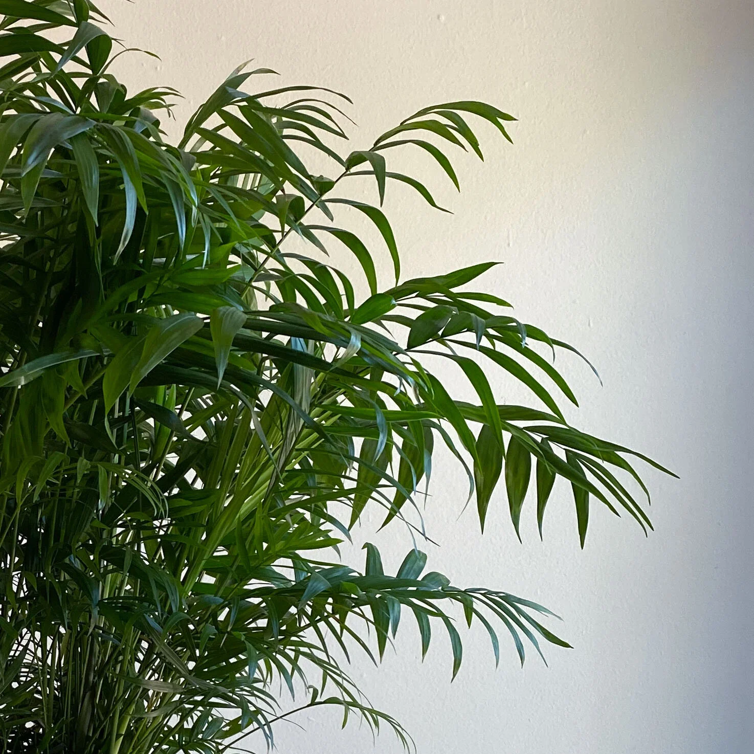 Neanthe palm in St Paul flower and plant shop