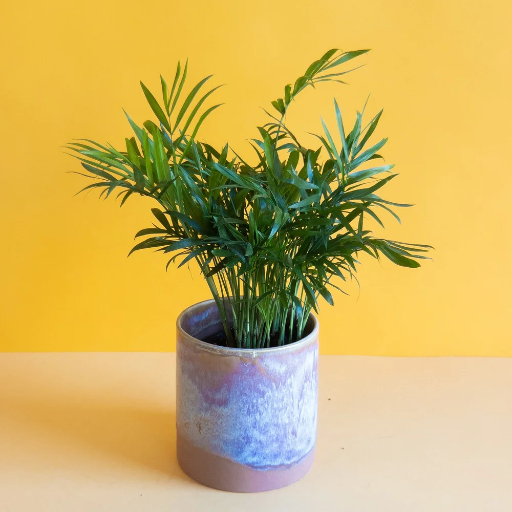 Parlor Palm Plant  Ergo Floral