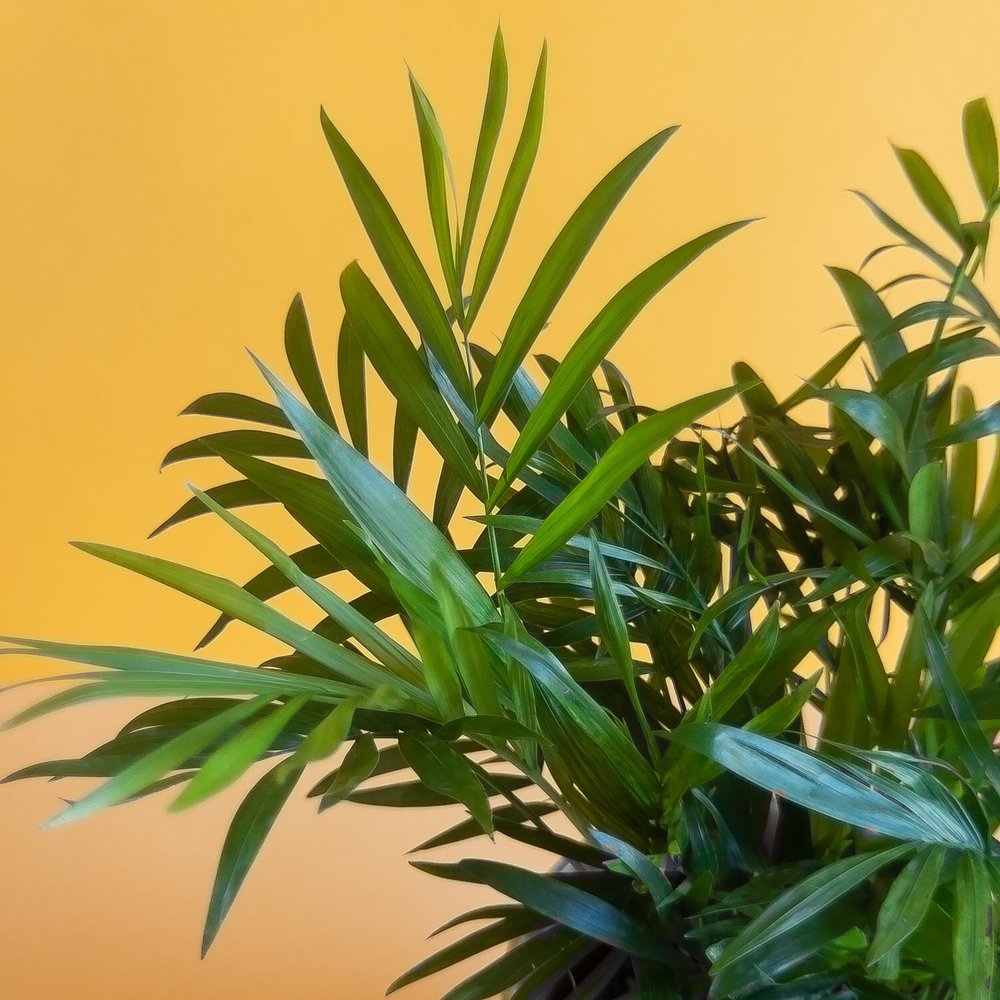 Parlor Palm Plant  Ergo Floral
