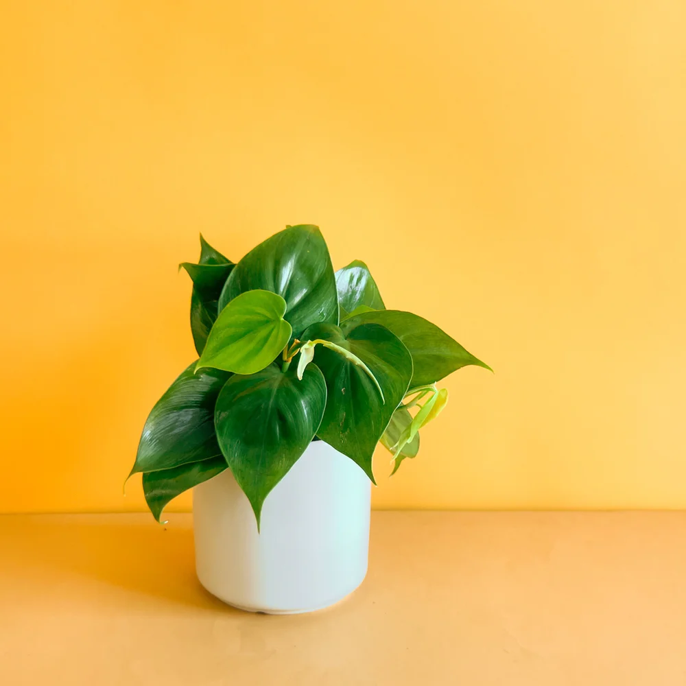 Philodendron Heartleaf | Local Minnesota Plant Shop | Twin Cities Plant  Delivery | St Paul  Ergo Floral