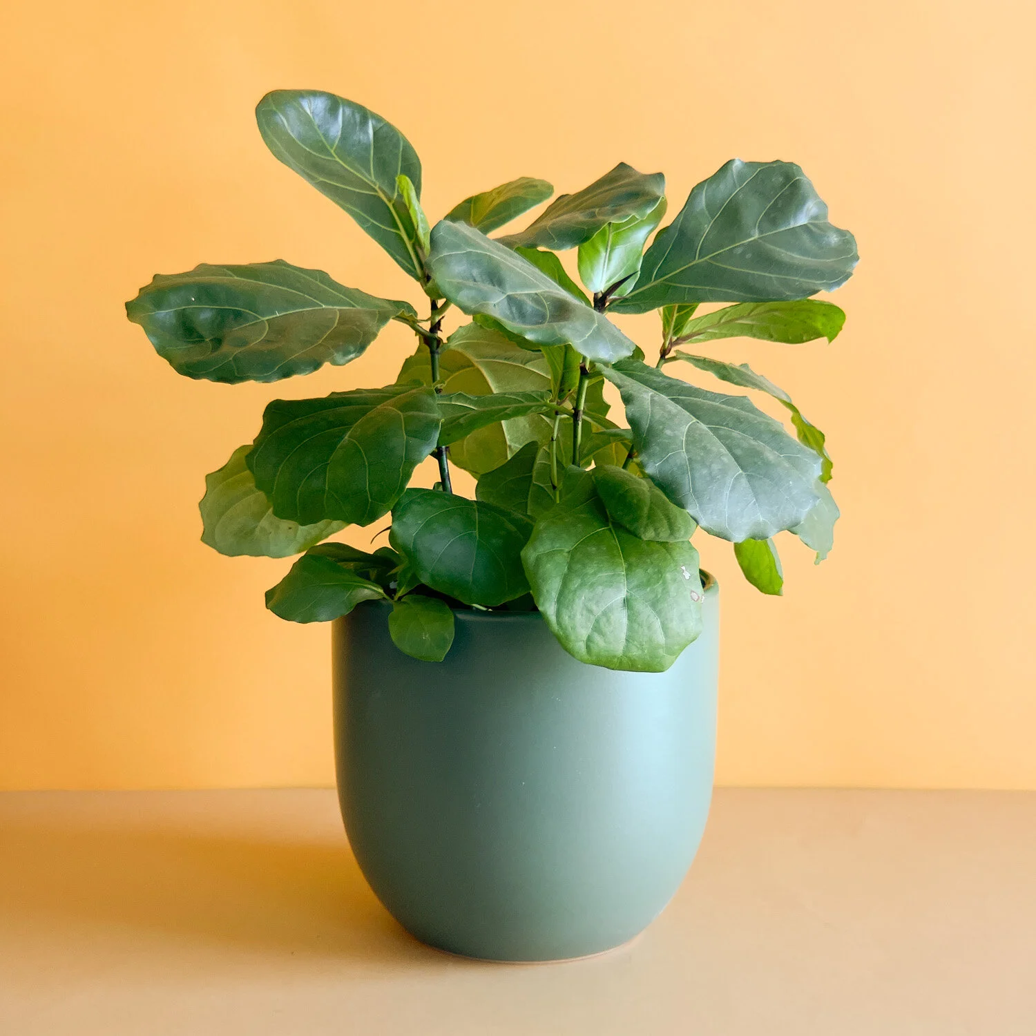 Medium fiddle leaf fig for Twin Cities Delivery