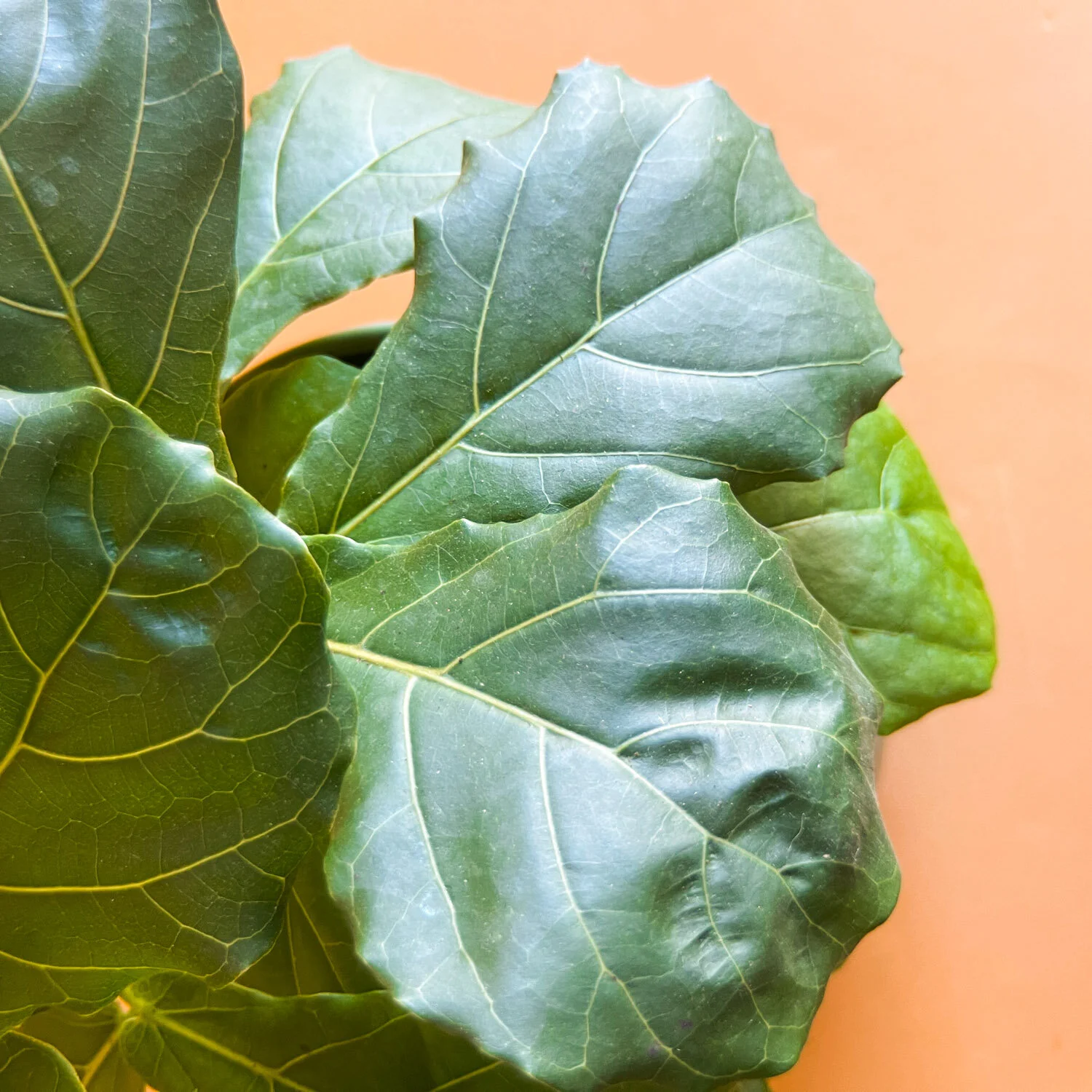 Ficus Lyrata foliage details