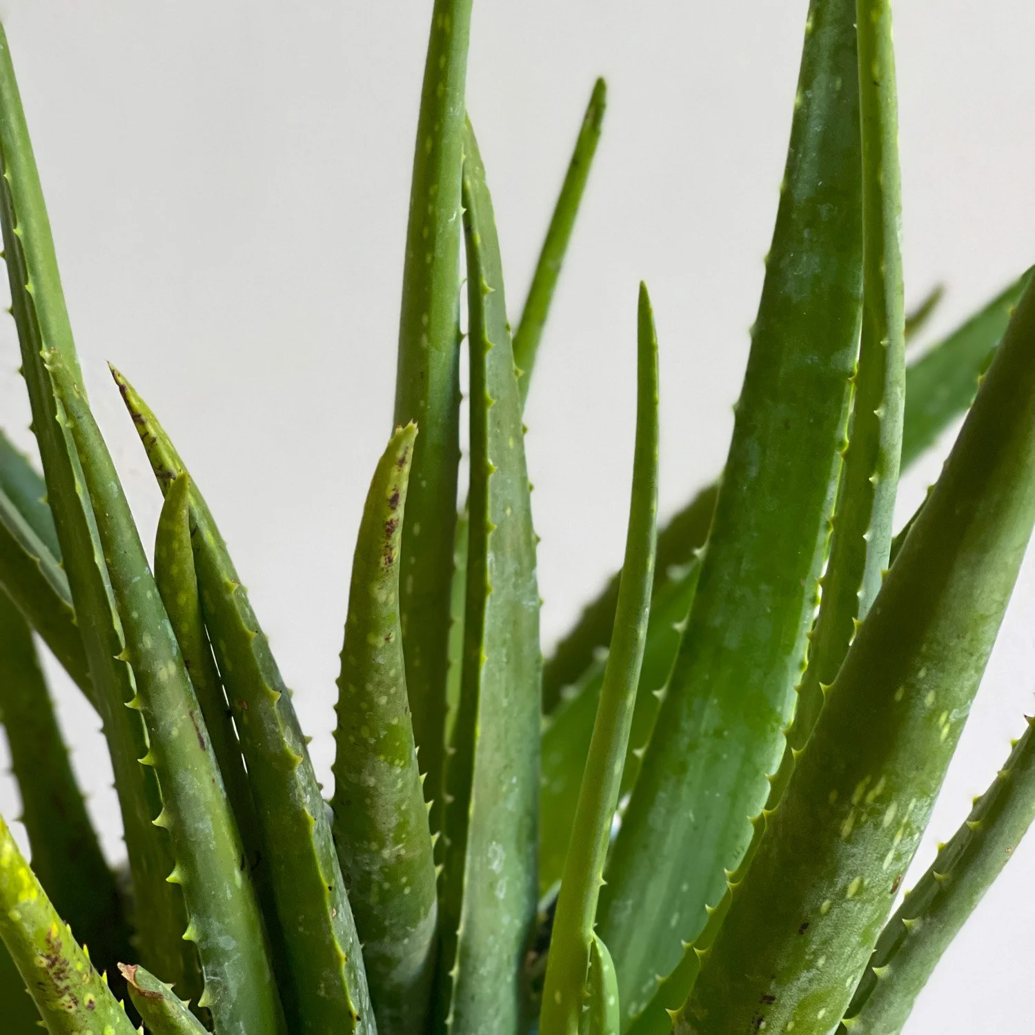 Up close Aloe Vera leaves showing spiky edges of the leaves