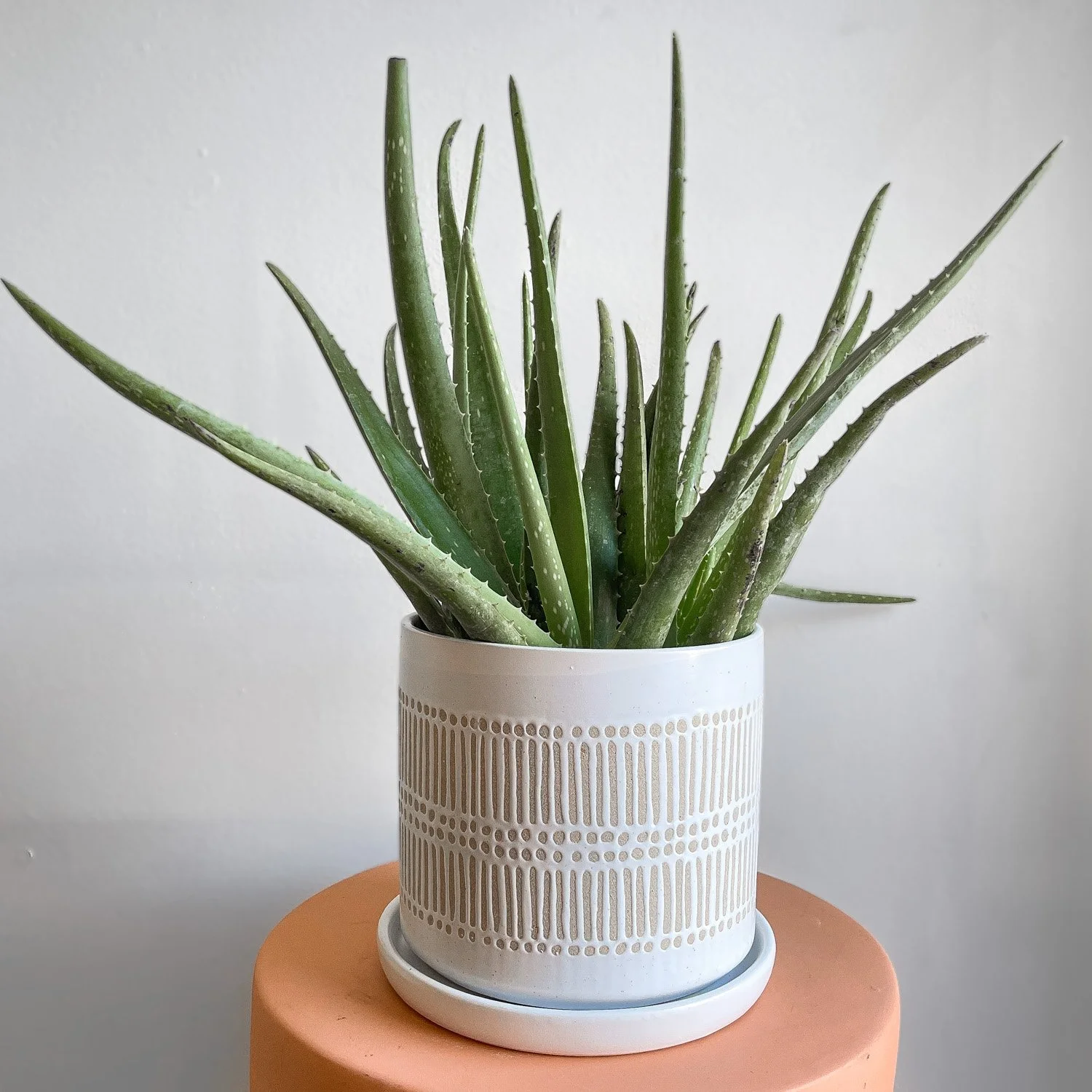 Aloe Vera in white pot with brown accented design