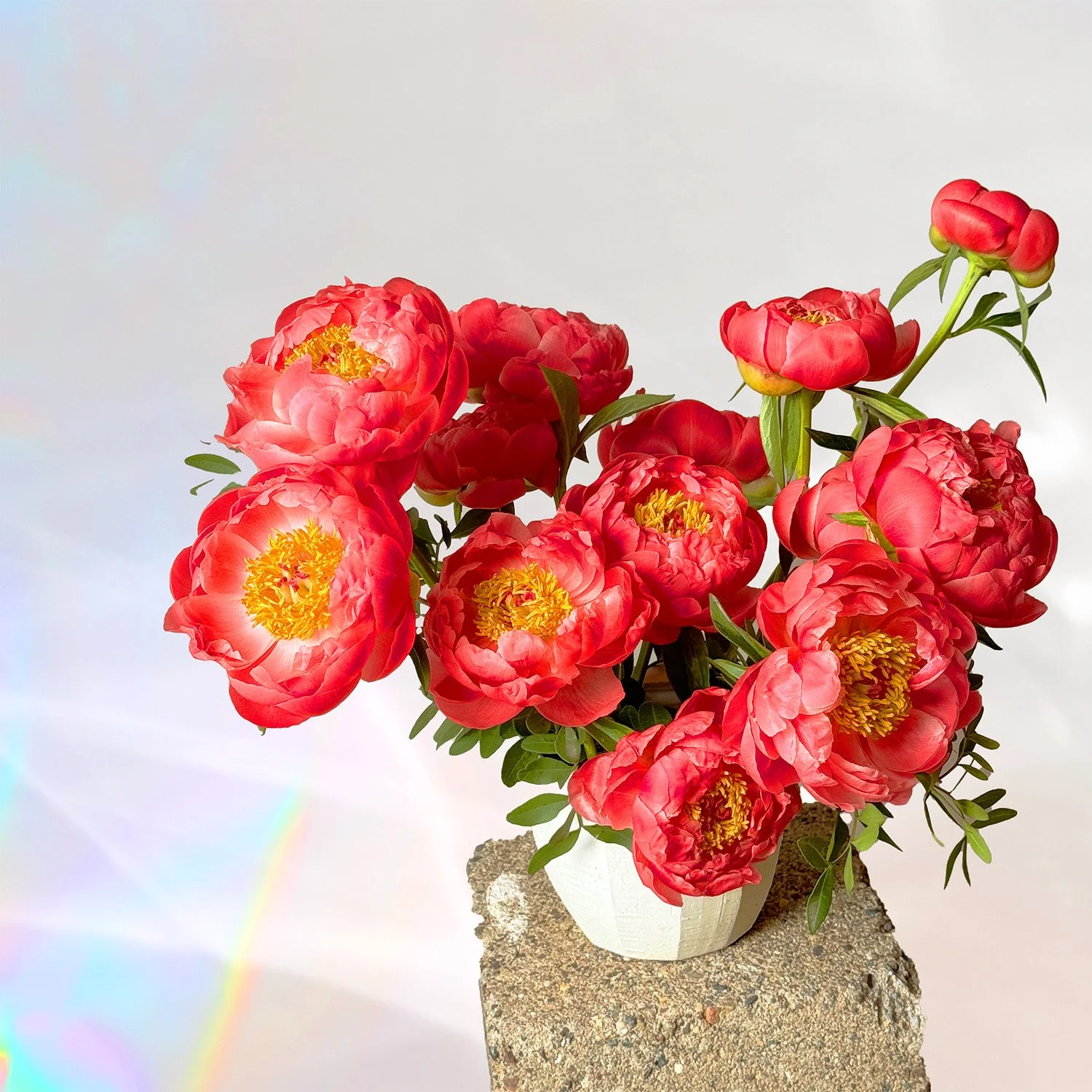 A dozen coral peonies in a white vessel for a Mother's Day delivery in the Twin Cities.