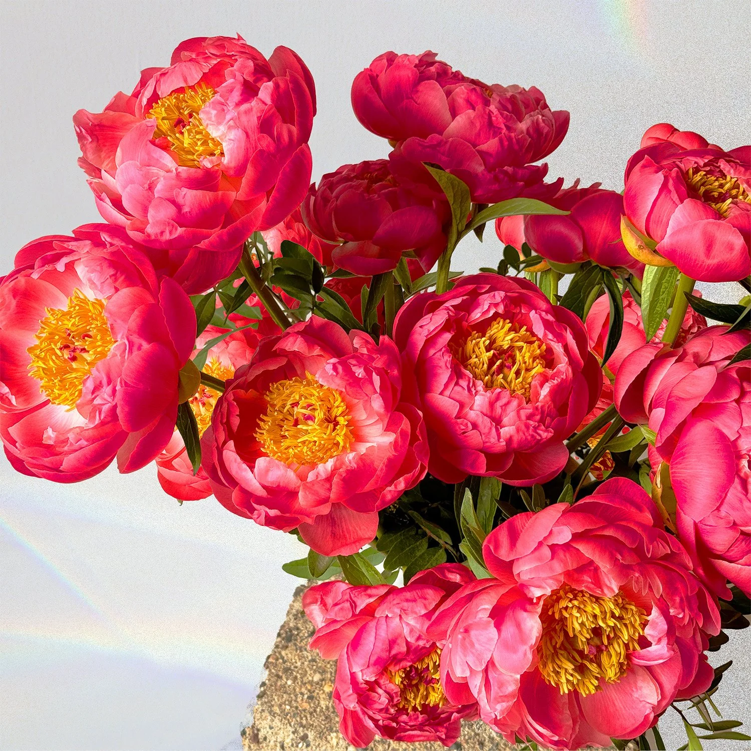 A close up of coral charm peonies for pickup and delivery in Minneapolis and Saint Paul for Mother's Day.