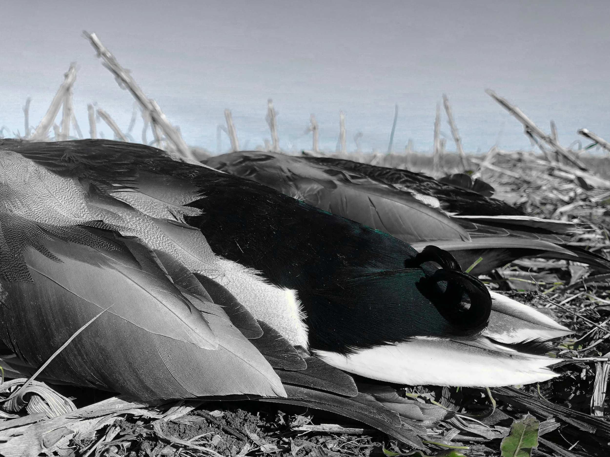 Laying Mallards.jpg