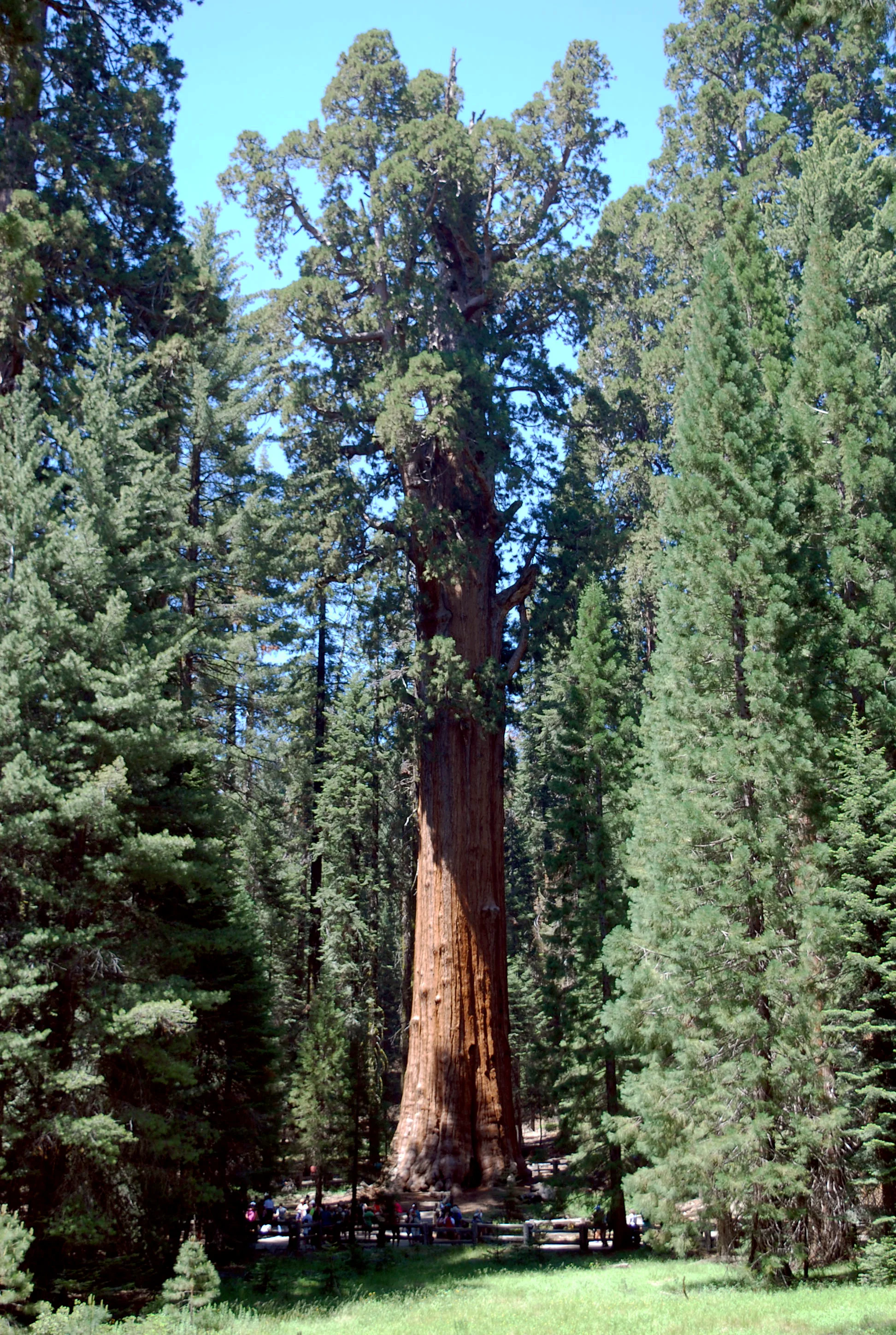 sequoia.f.1.jpg