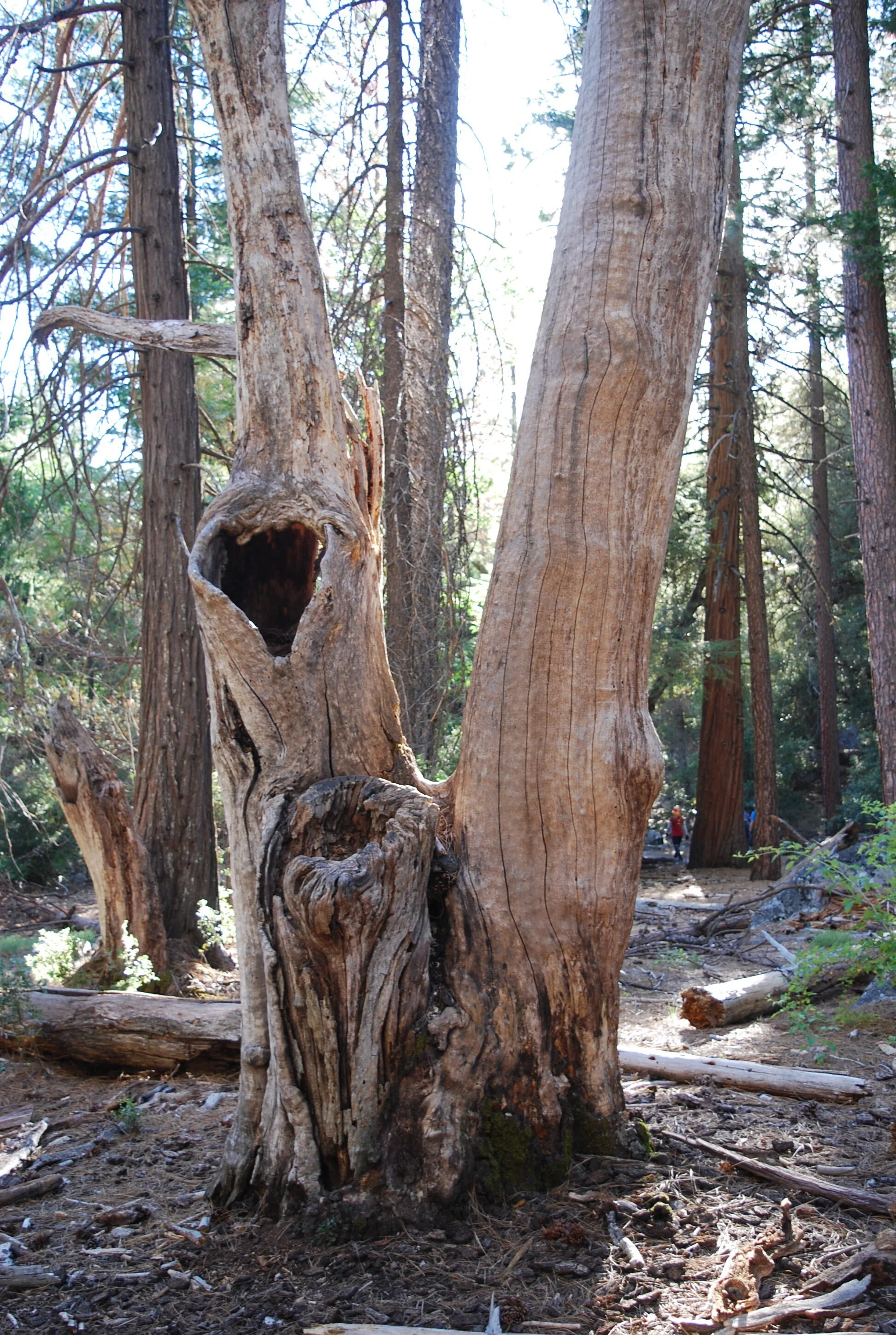 DSC_0062.JPG