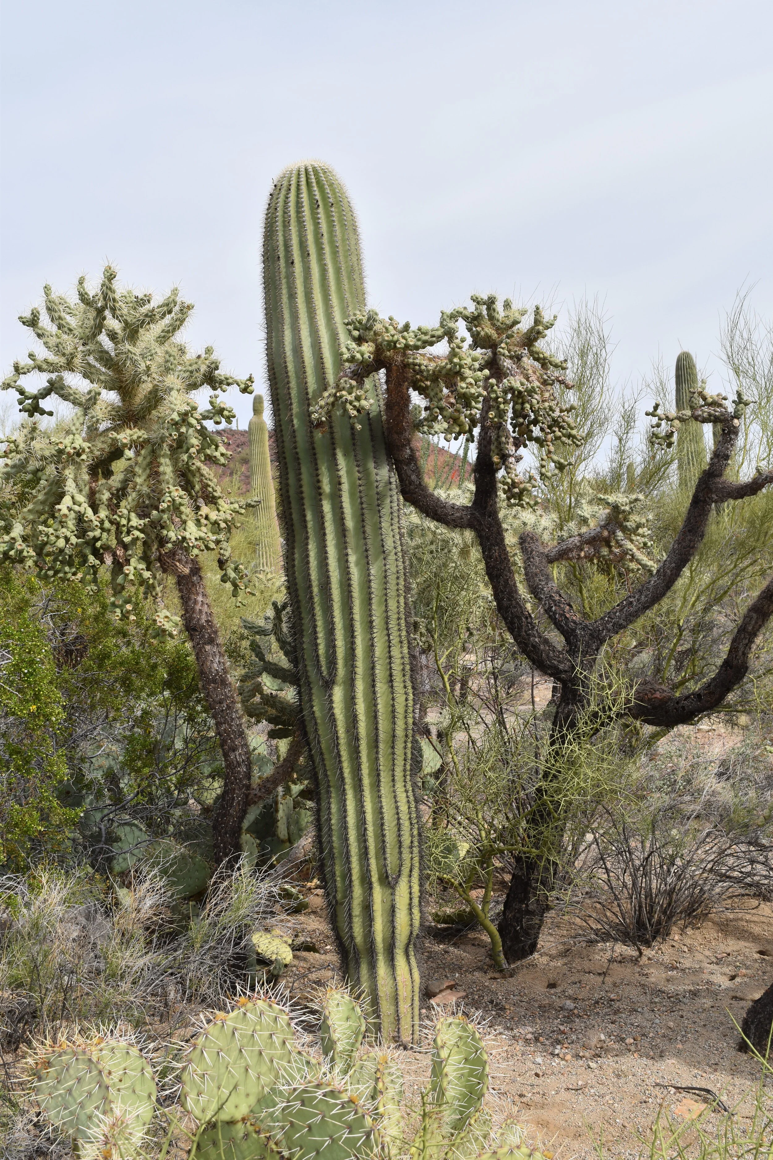 DSC_0720.JPG