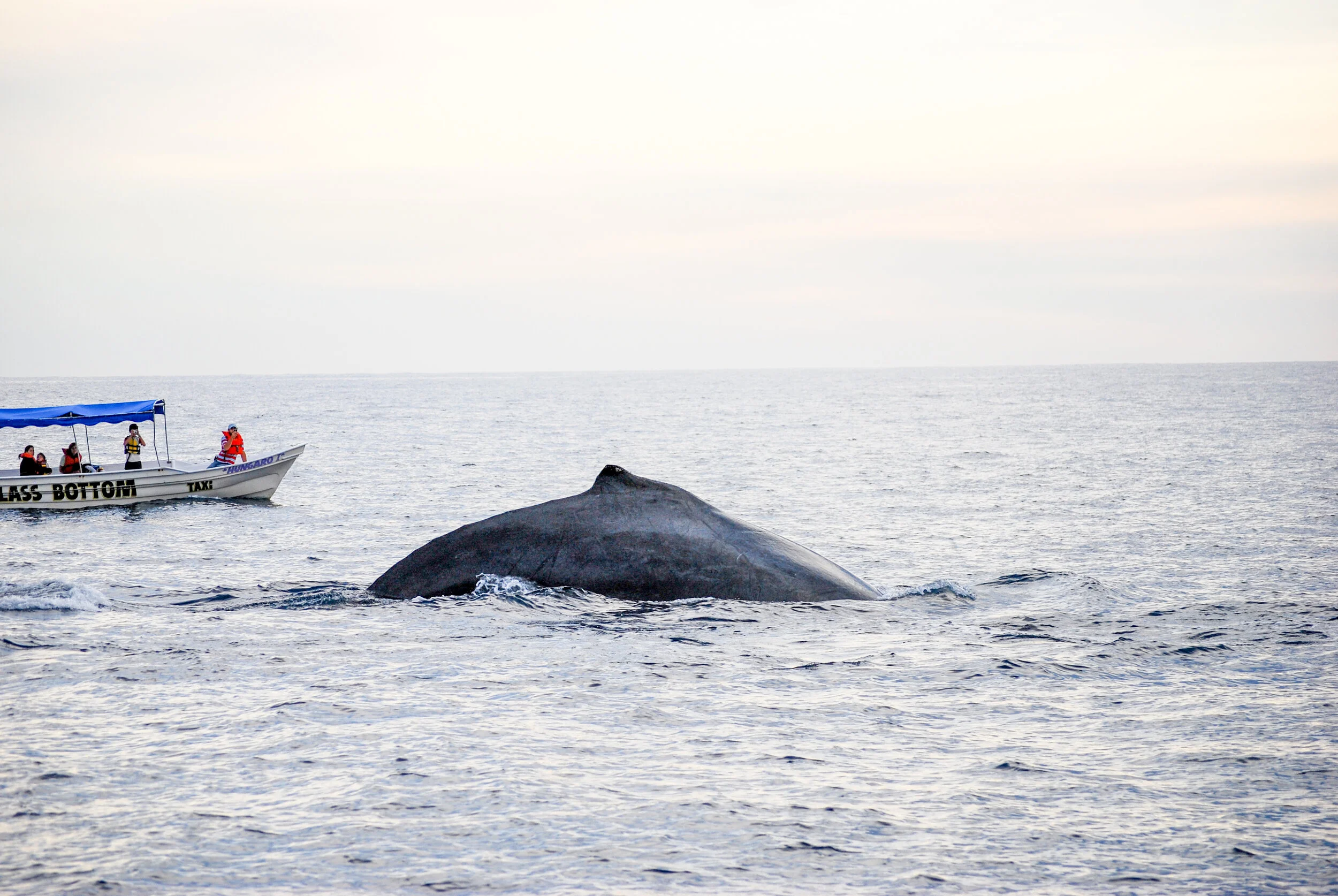 whales-70.jpg