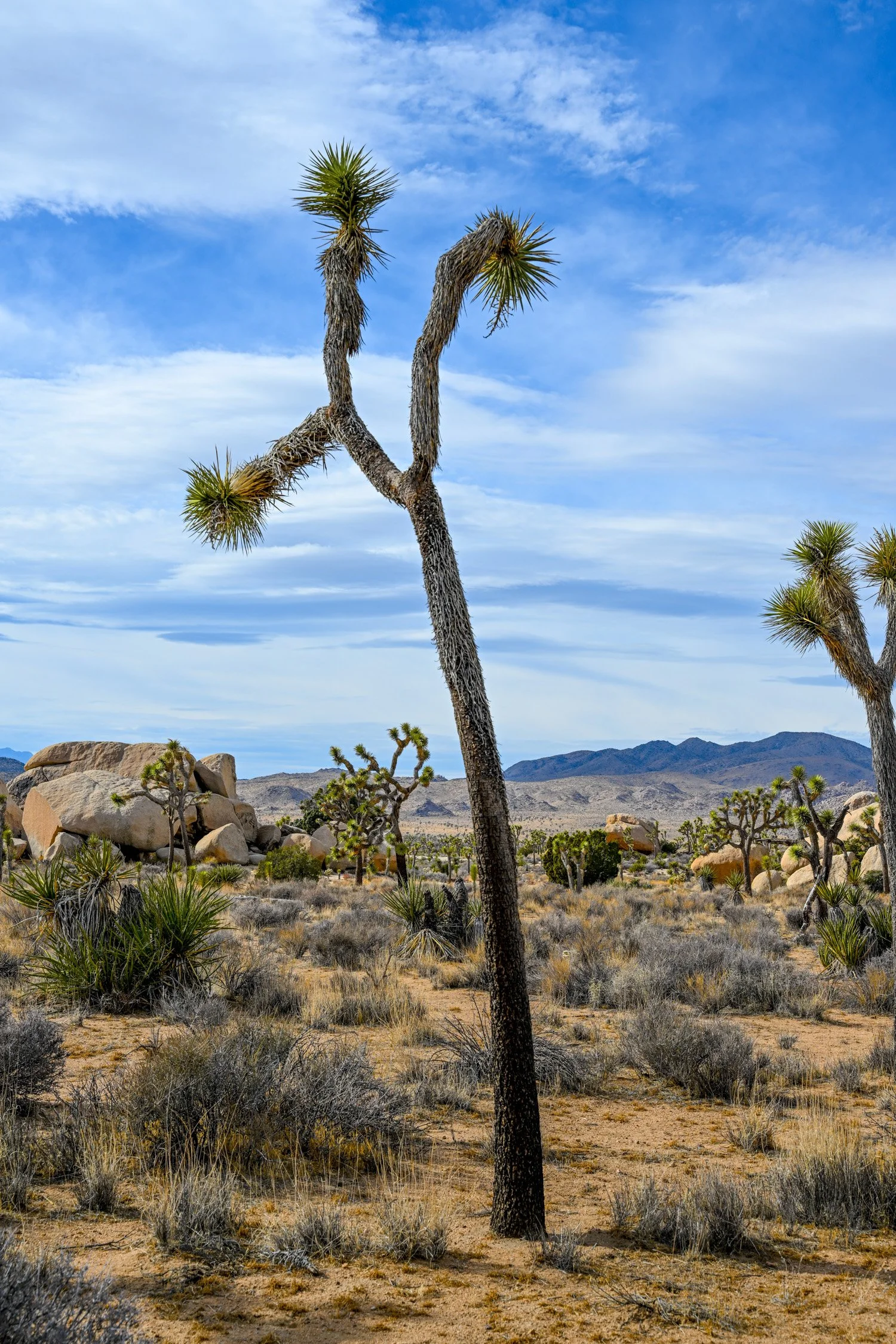 Joshua Tree National Park, California — Ashley Bliss