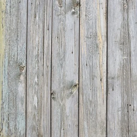 birch1.jpg