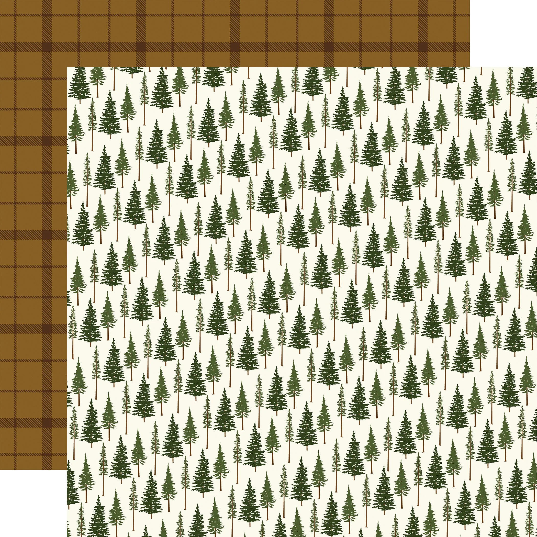 CBNT504011_Evergreen_Trees.jpg