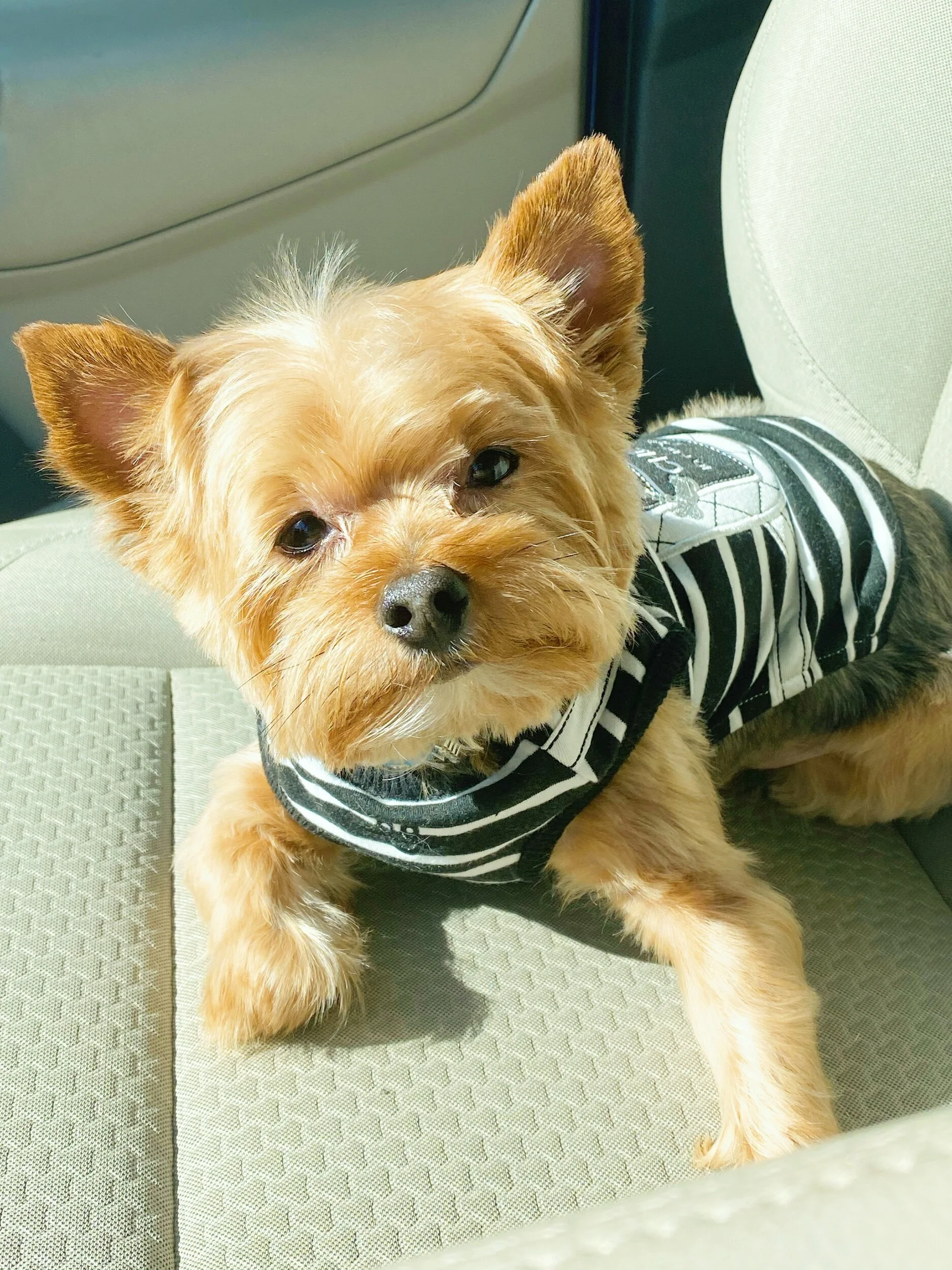 Adventures of Fatty Moo Moo