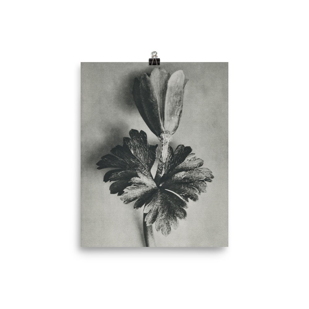 enhanced-matte-paper-poster-(in)-8x10-transparent-62041872ec15a.jpg