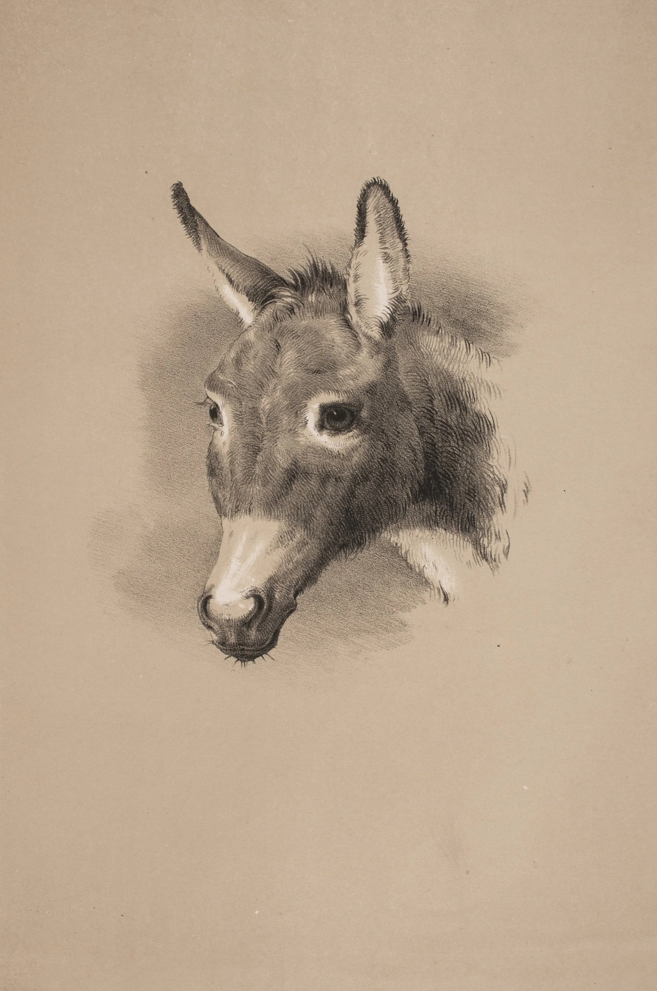 Donkey-Skin