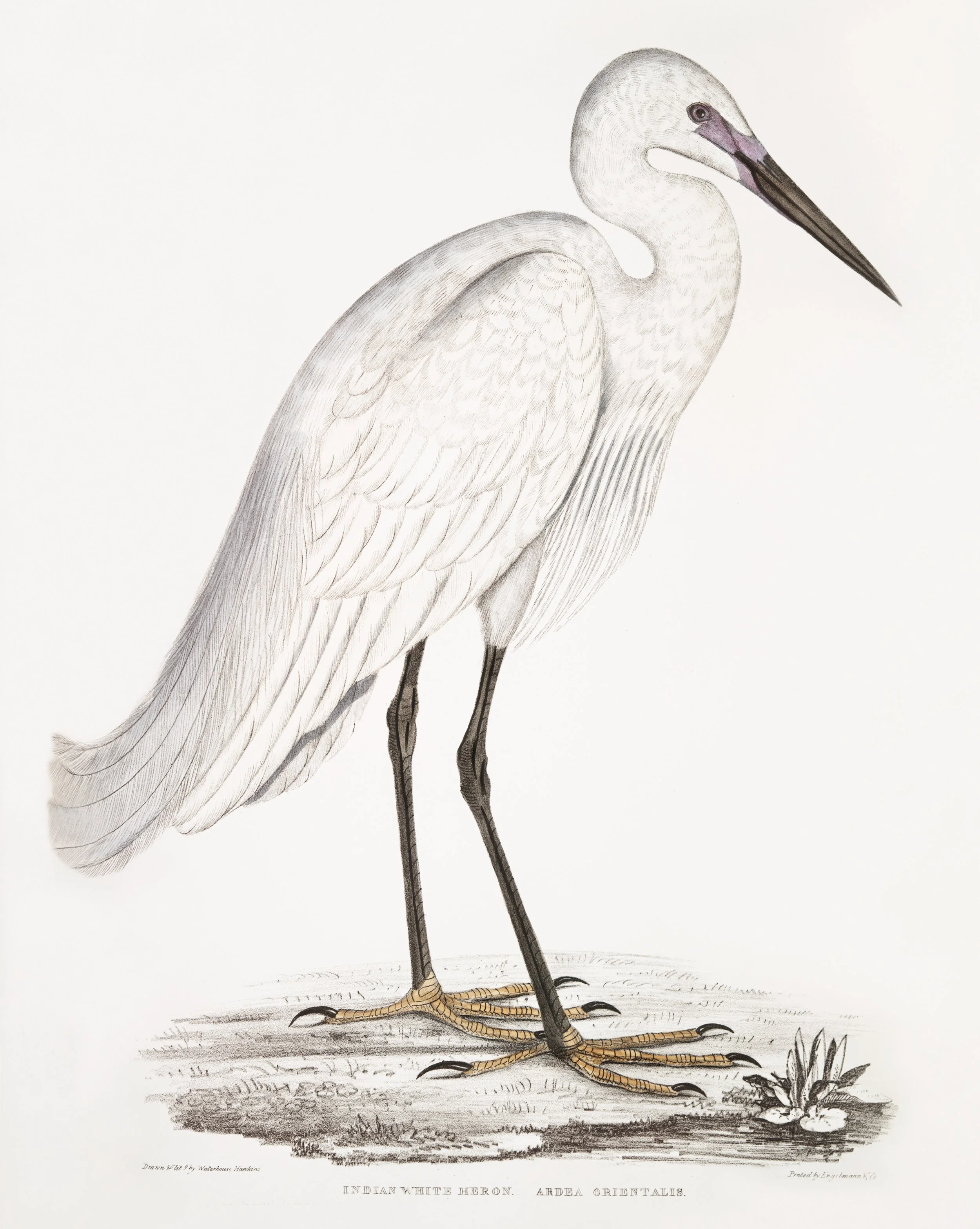 A White Heron
