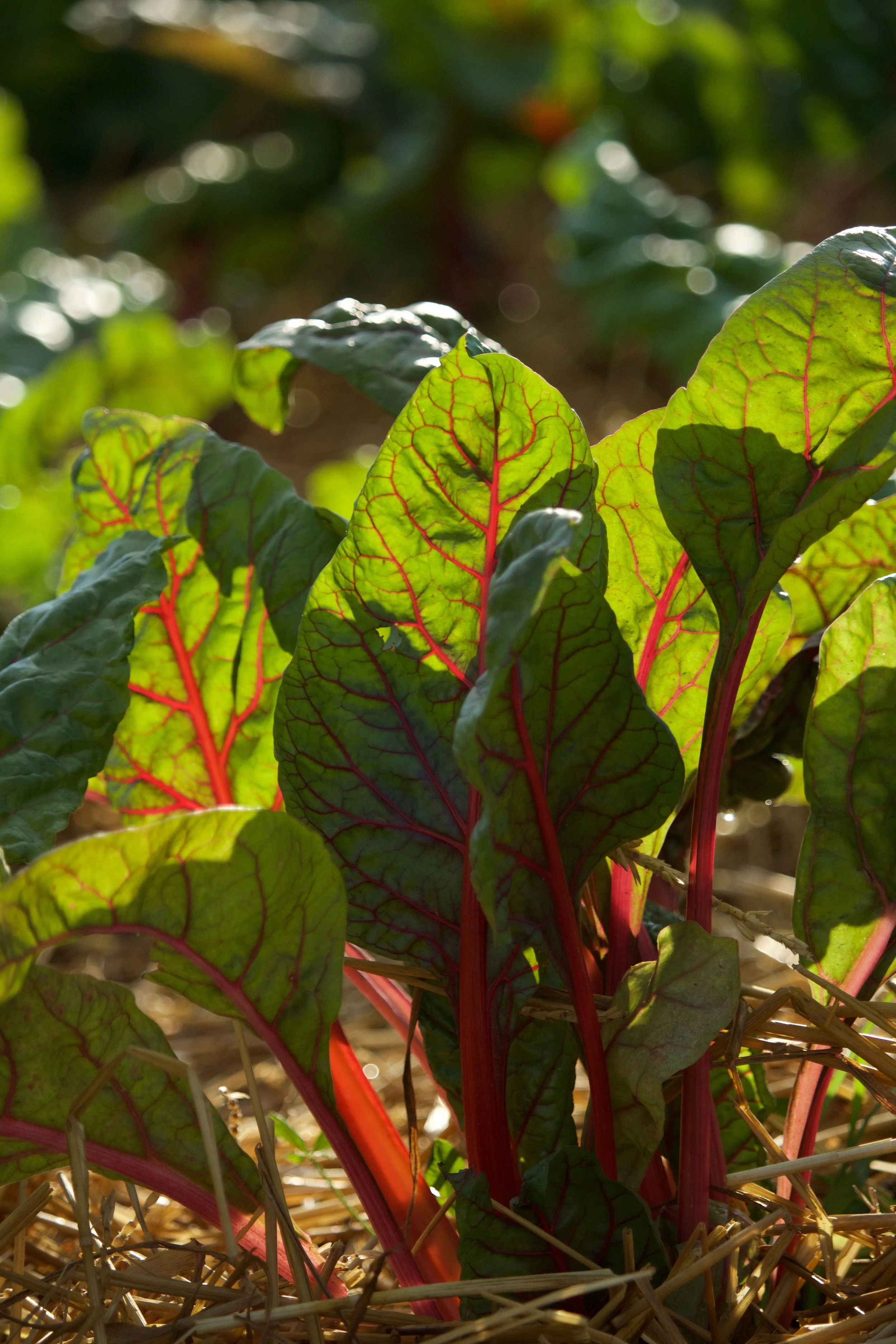 Swiss chard.jpg