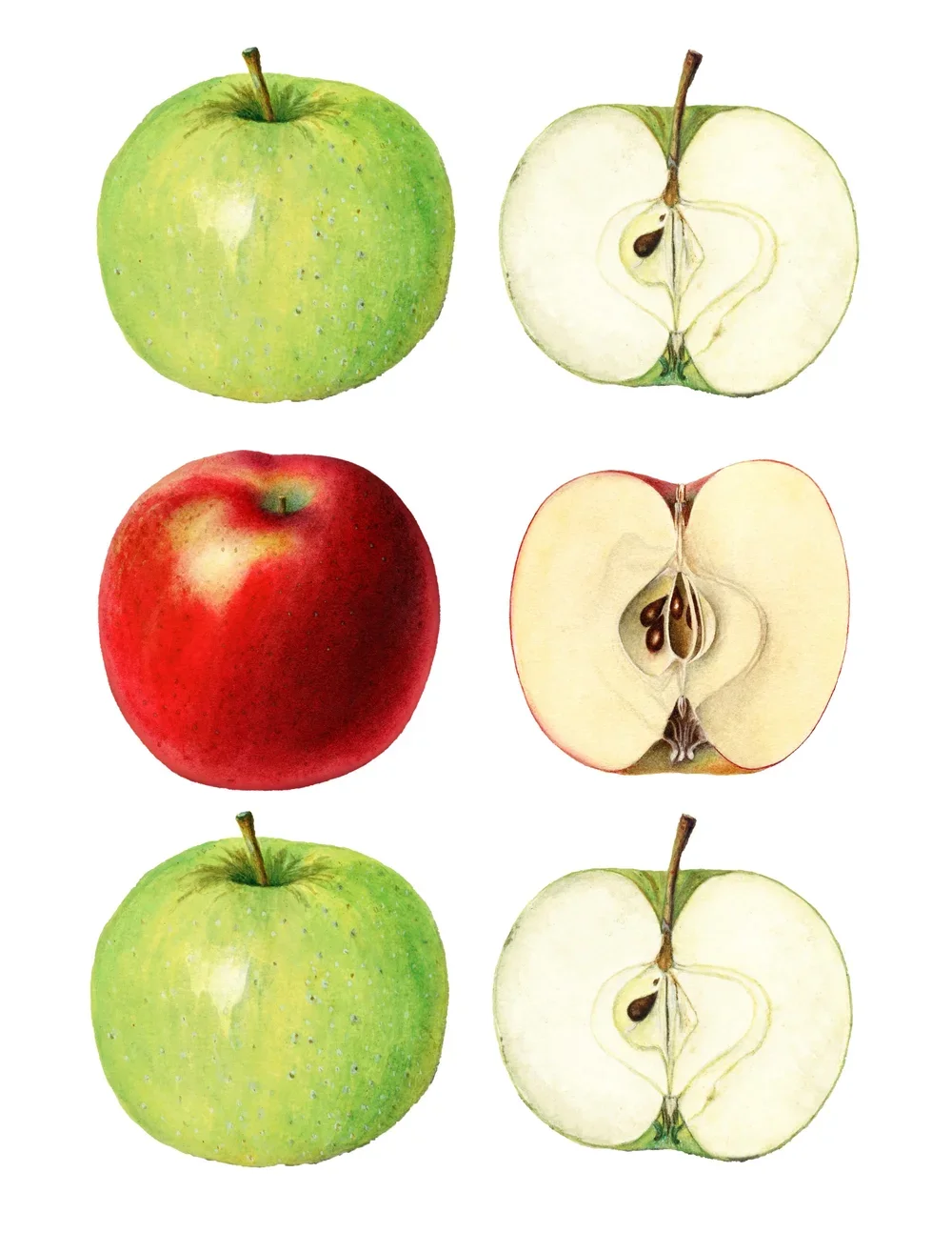 Apple Garland