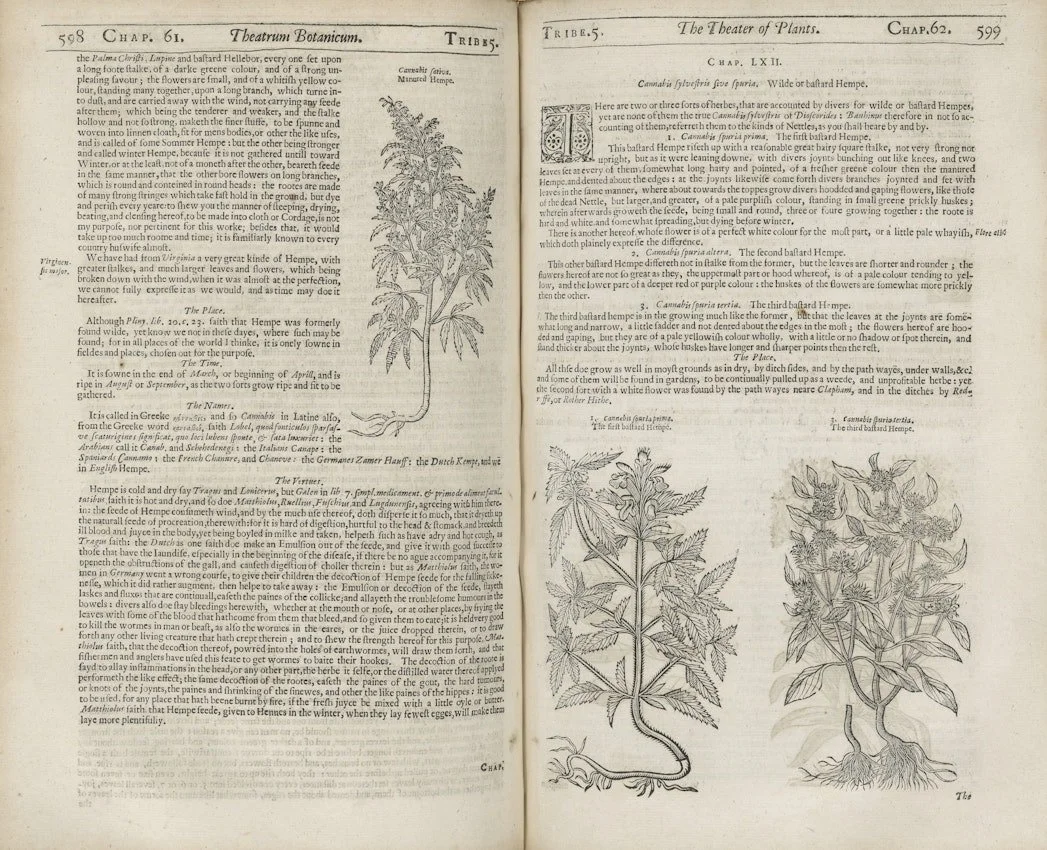Pages on cannabis from John Parkinson's Theatrum Botanicum (1640)