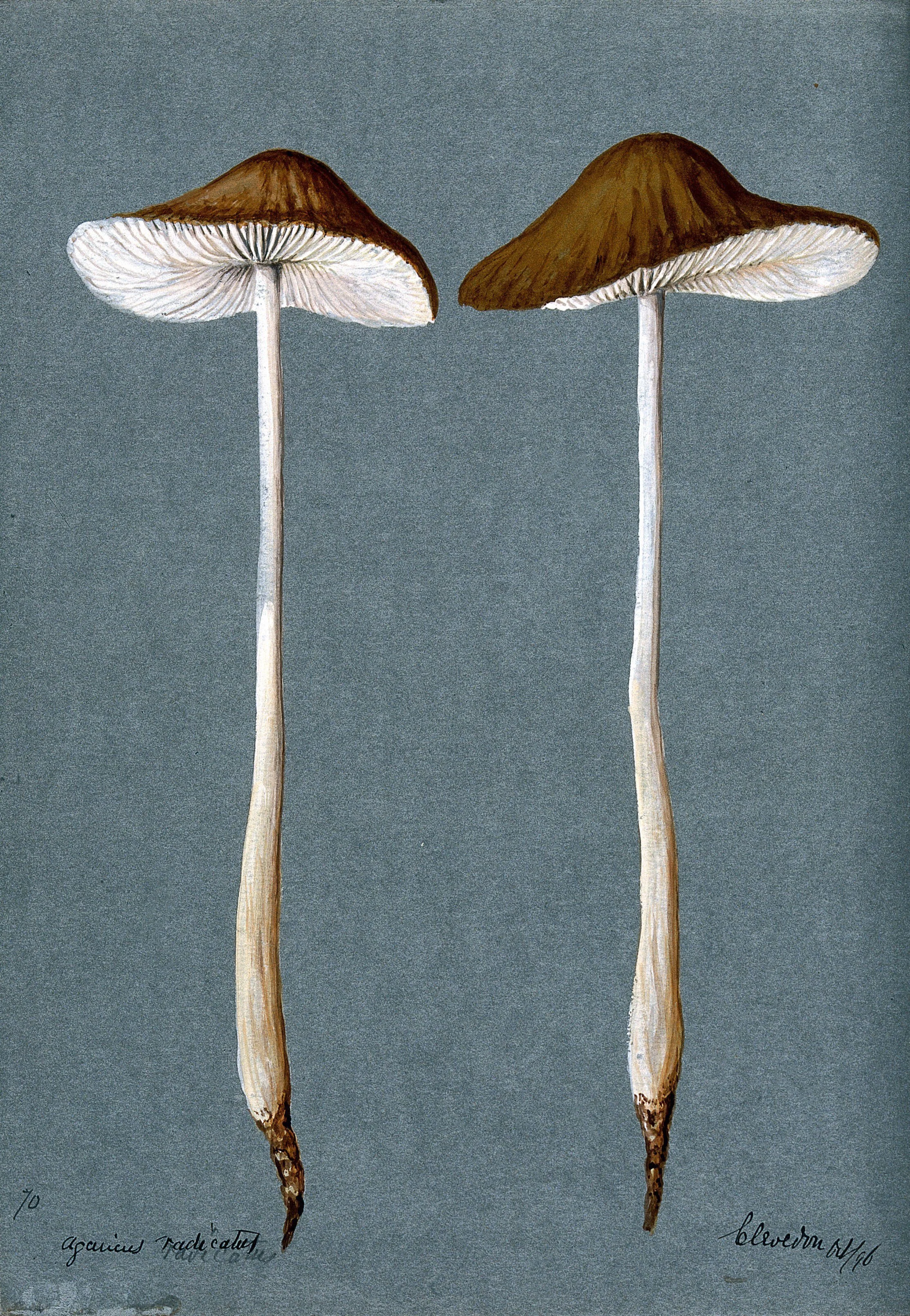 A fungus (Agaricus radicatus)- two fruiting bodies..jpg