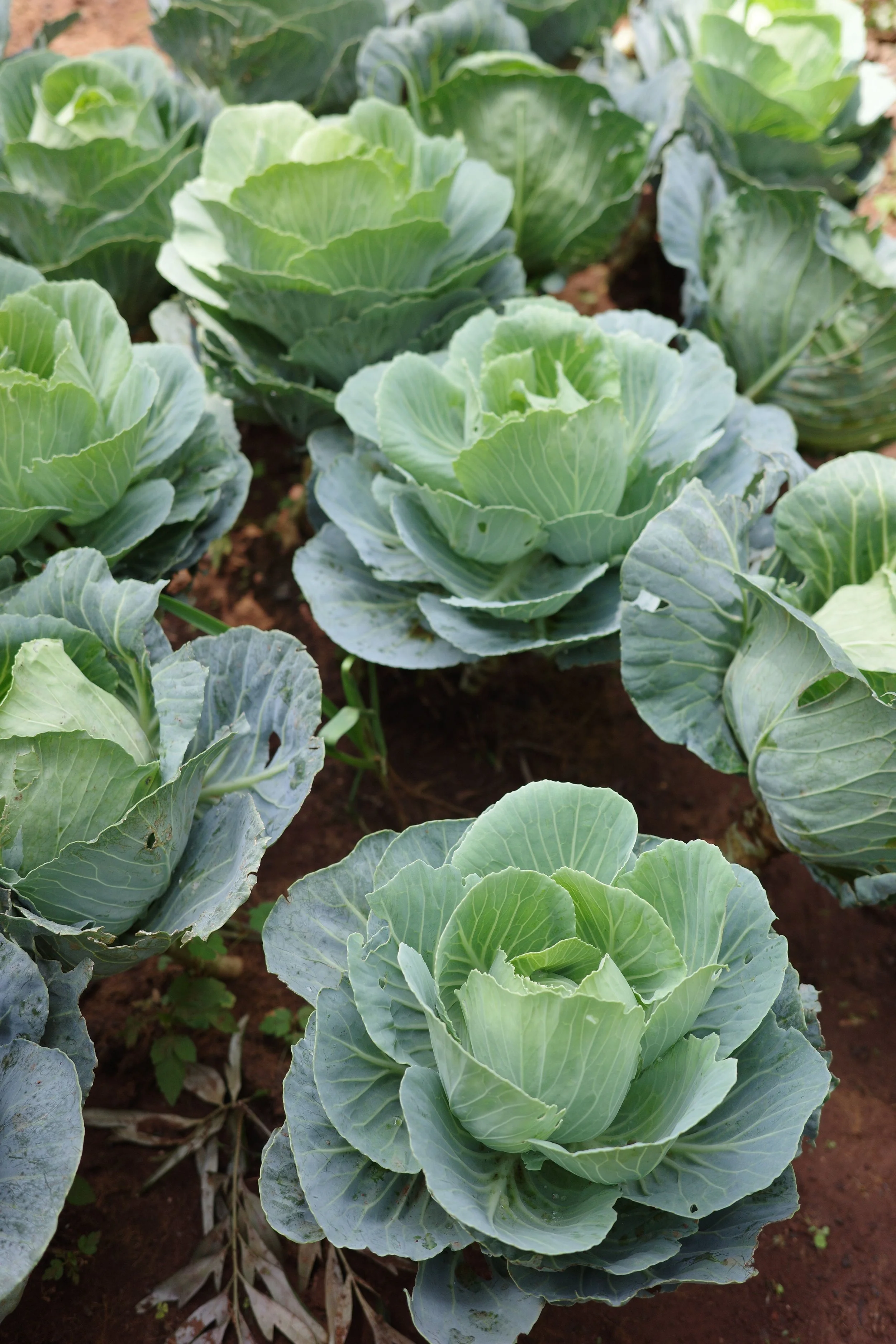 Cabbages.jpg