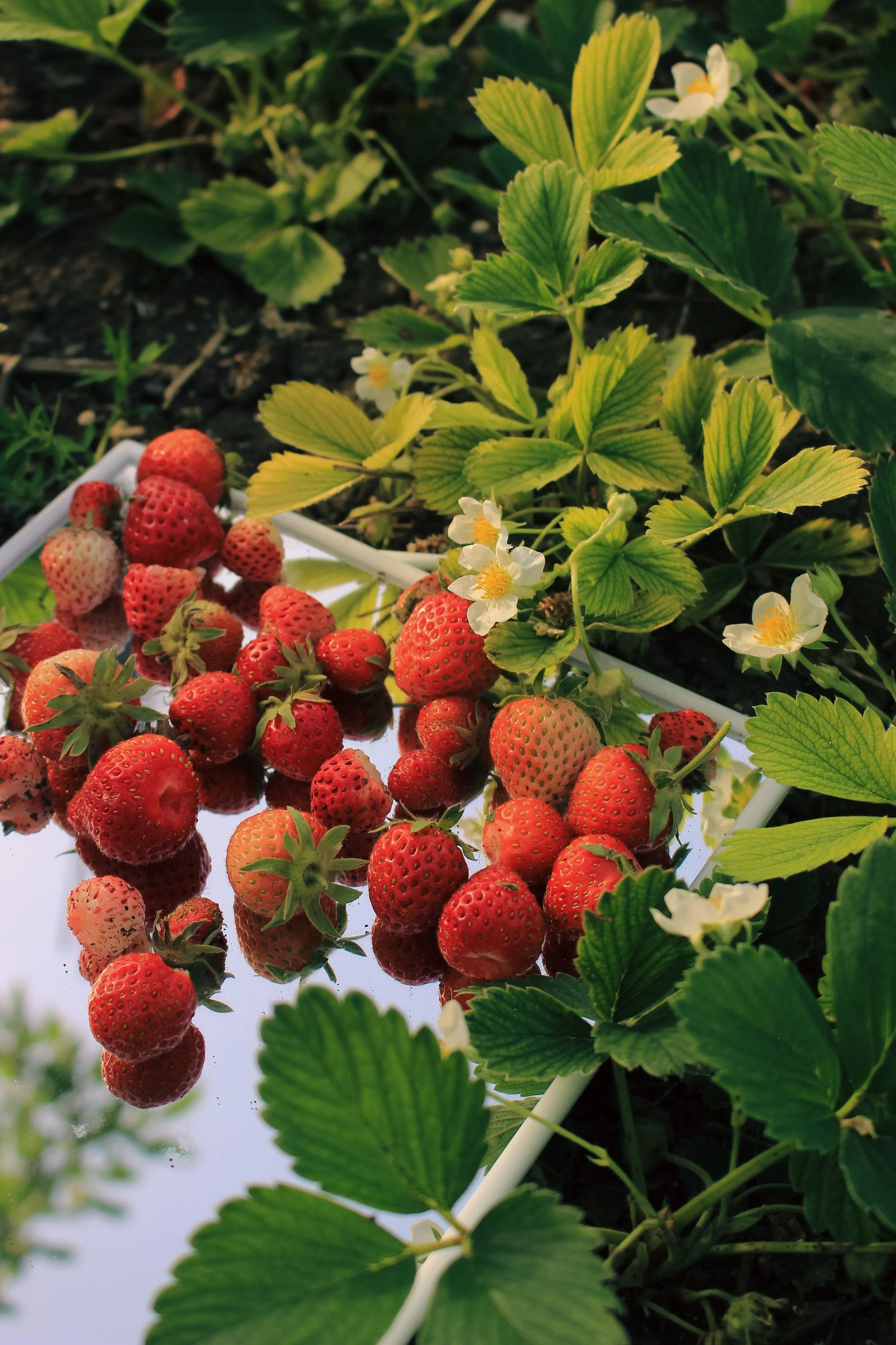 Strawberries.jpg