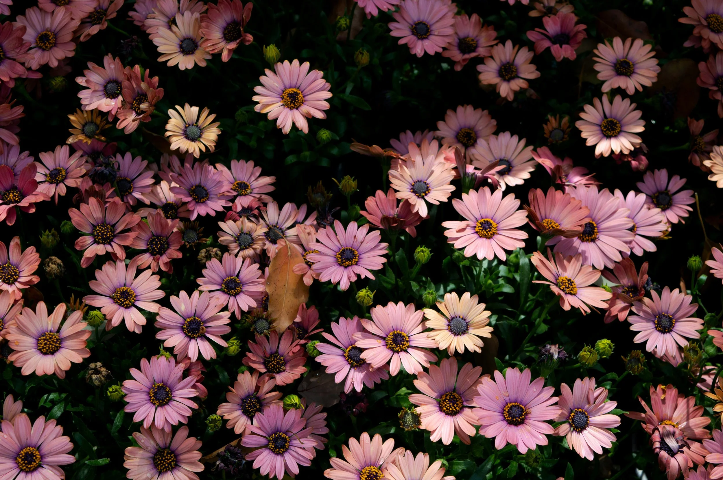 Daisy petals purple