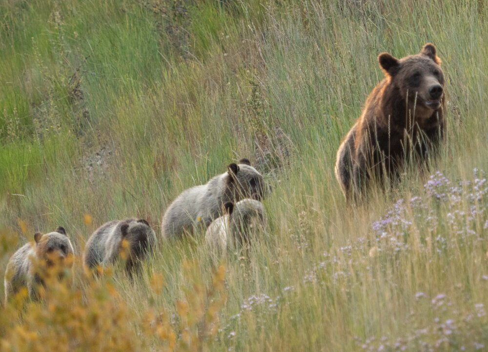 Grizzly 399 full family.jpg