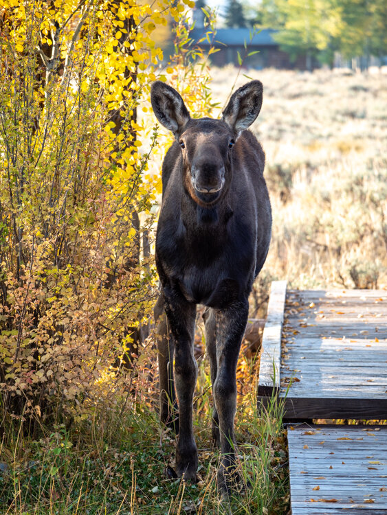 moose baby-2.jpg