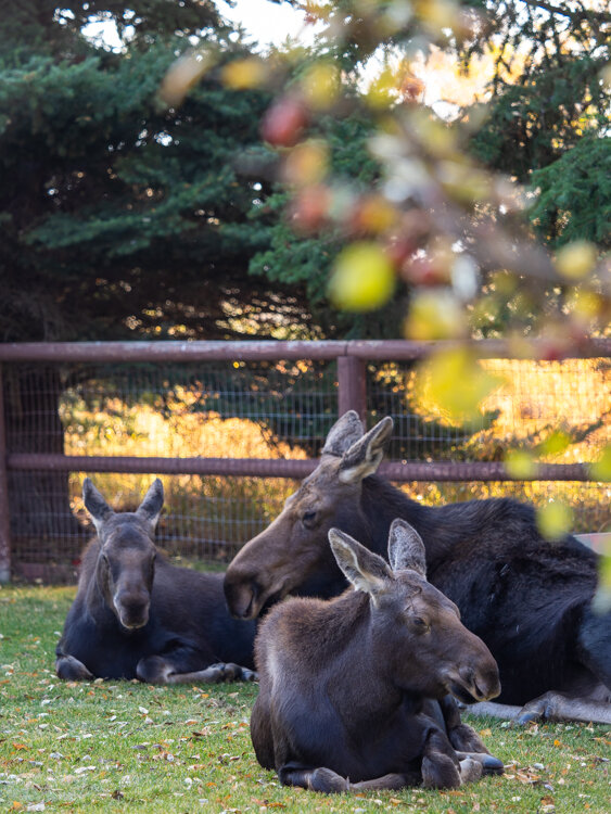 moose family.jpg
