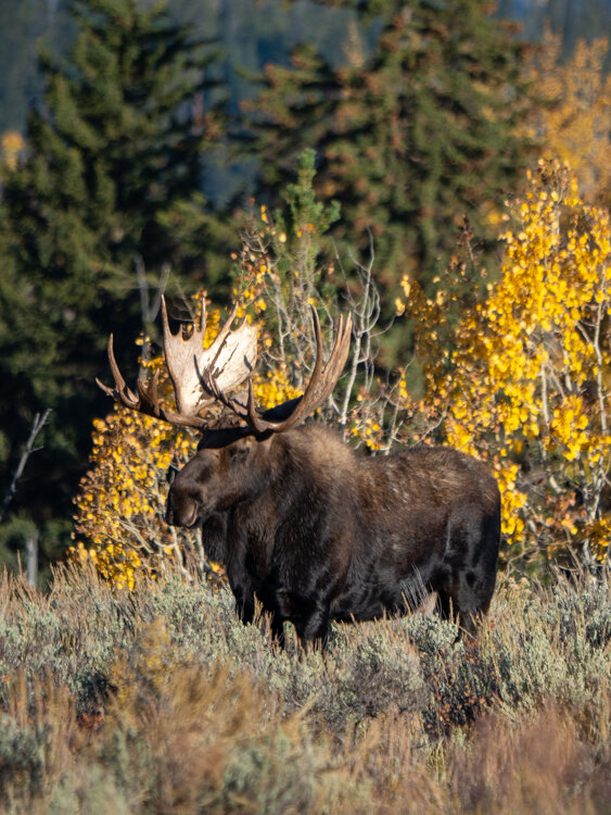 moose bull.jpg