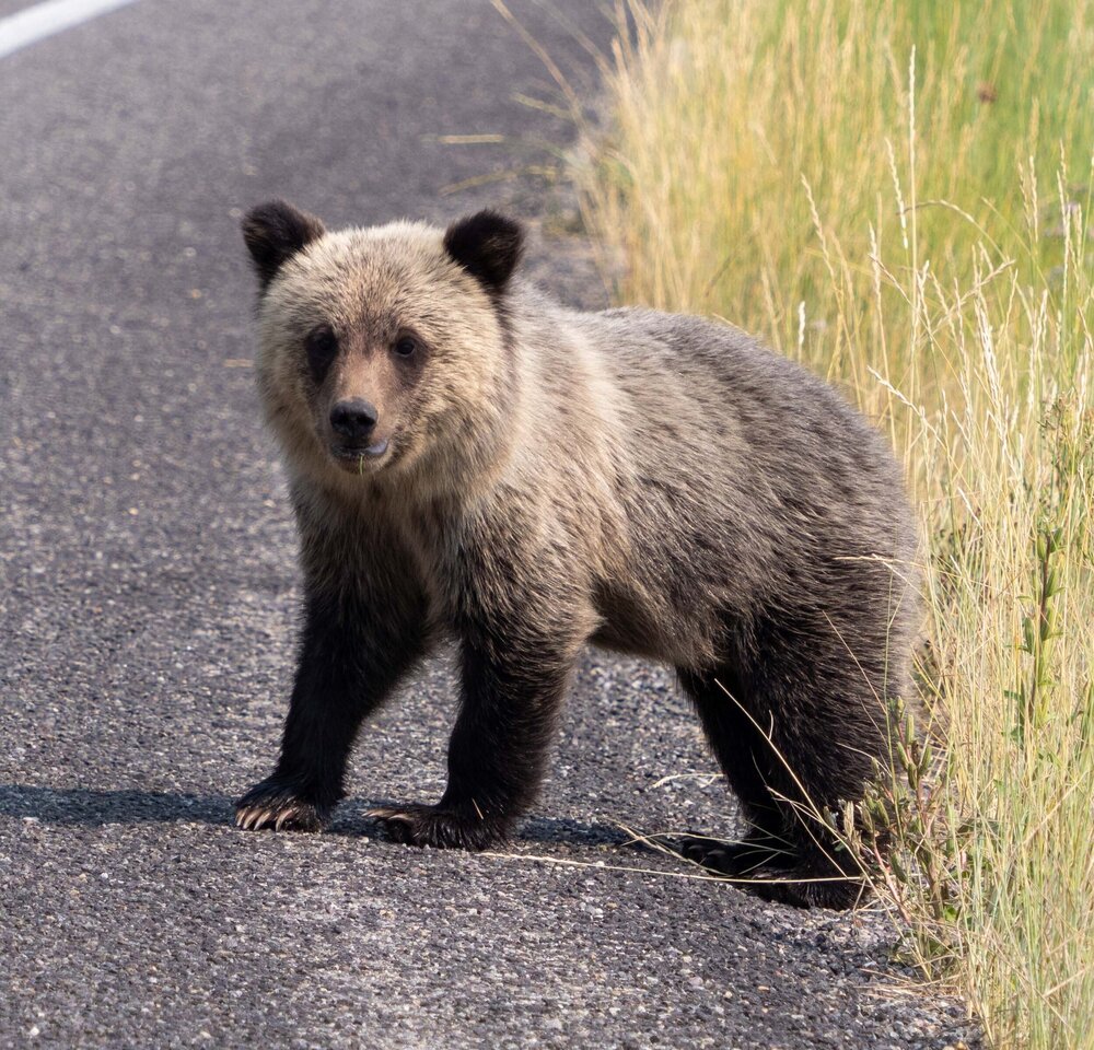 Smaller+cub+portrait.jpg