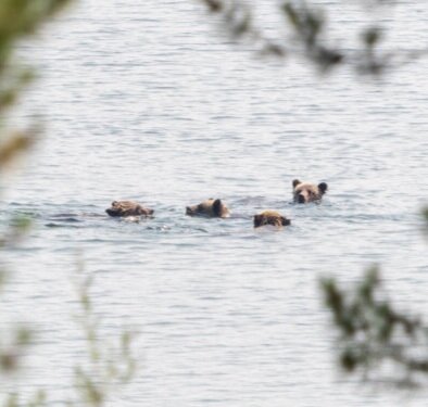 bears+swimming.jpg
