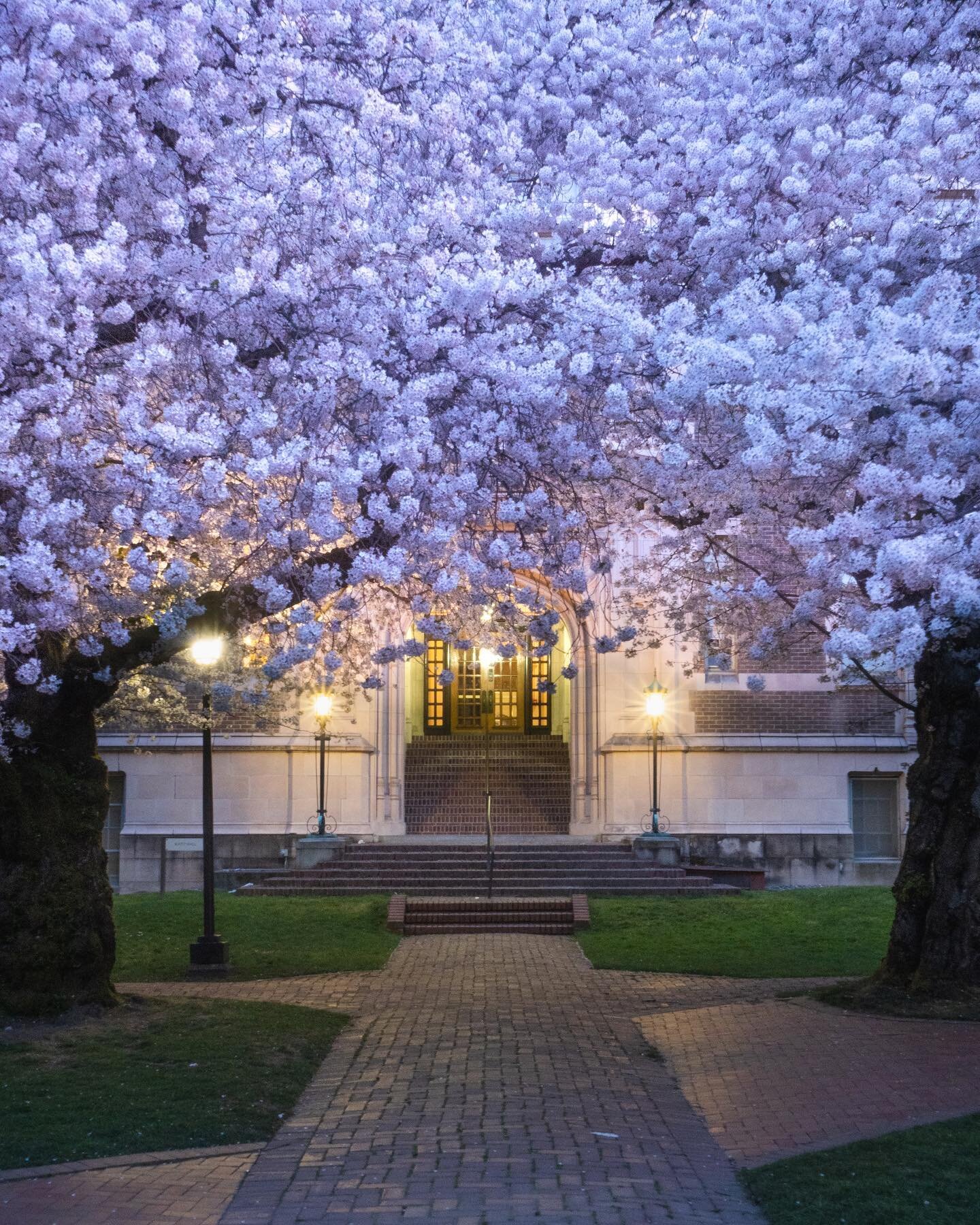 Cherry blossoms in Seattle mark the beginning of spring 🌸

Experiencing sunrise in The Quad at the University of Washington while cherry blossoms are blooming should be on everyone&rsquo;s bucket list 🙌🏼