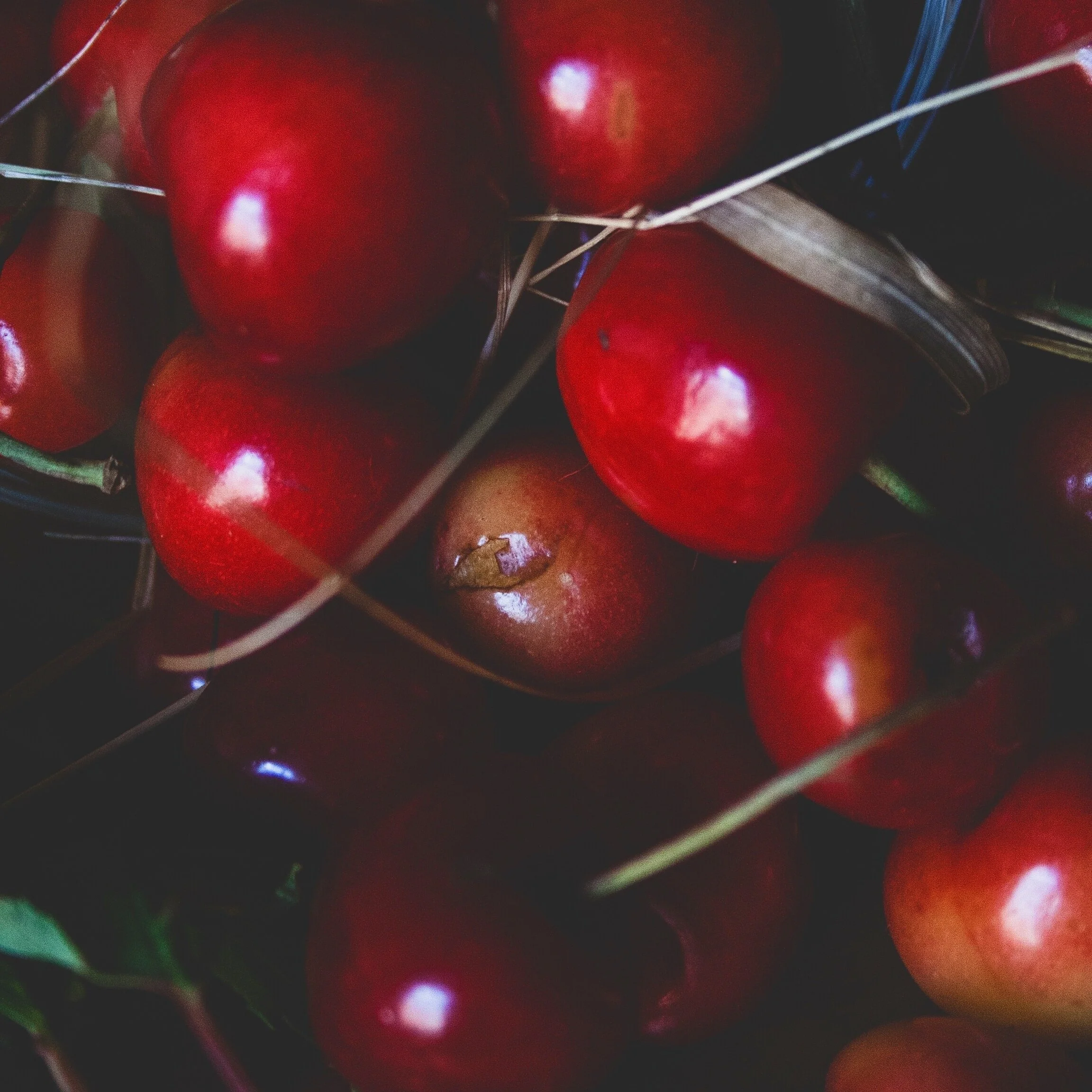 SOUR CHERRIES
