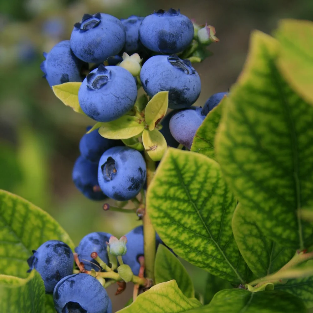 Wild Blueberry Sumac | BRINS Jam & Marmalade