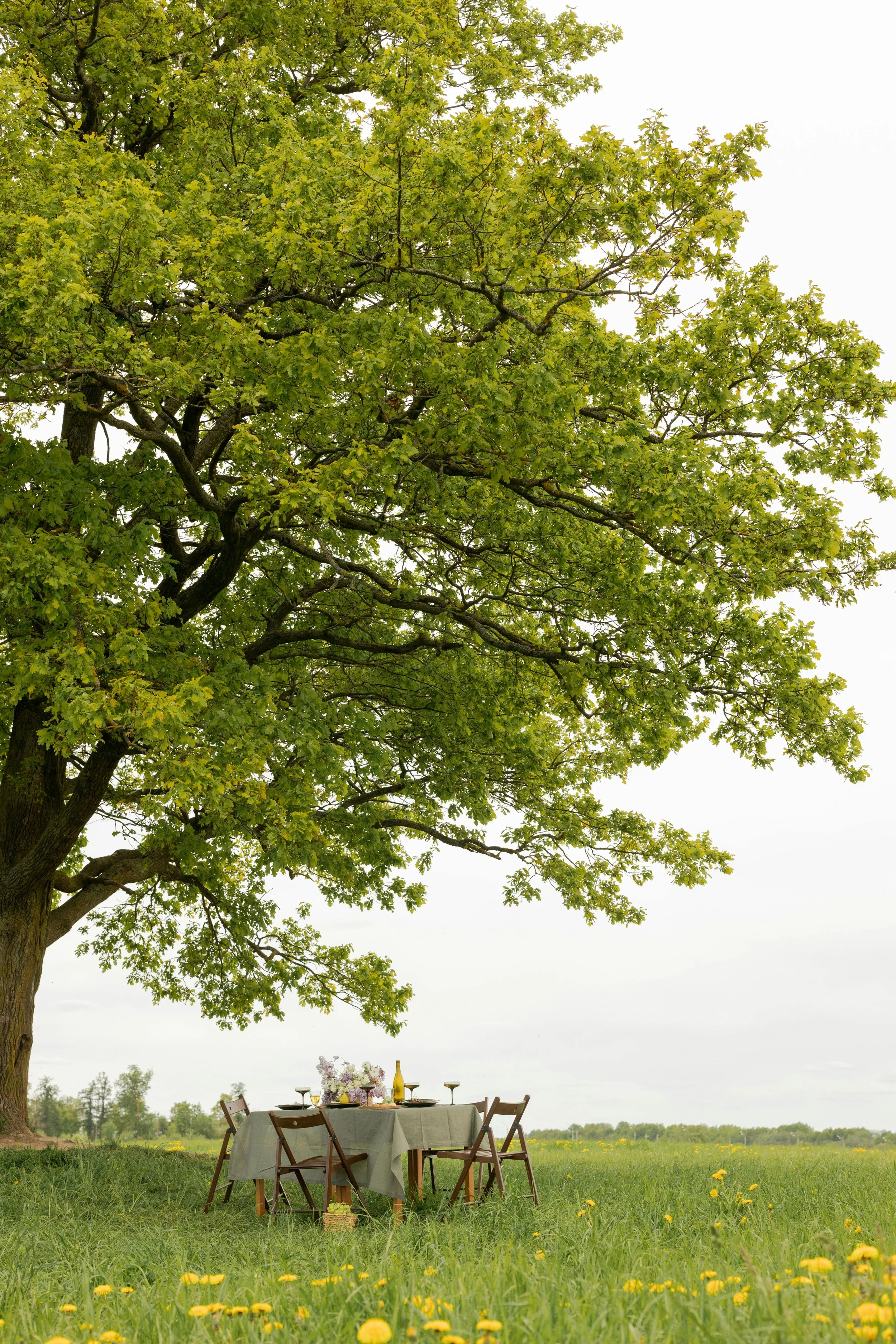 a picnic table under a tree