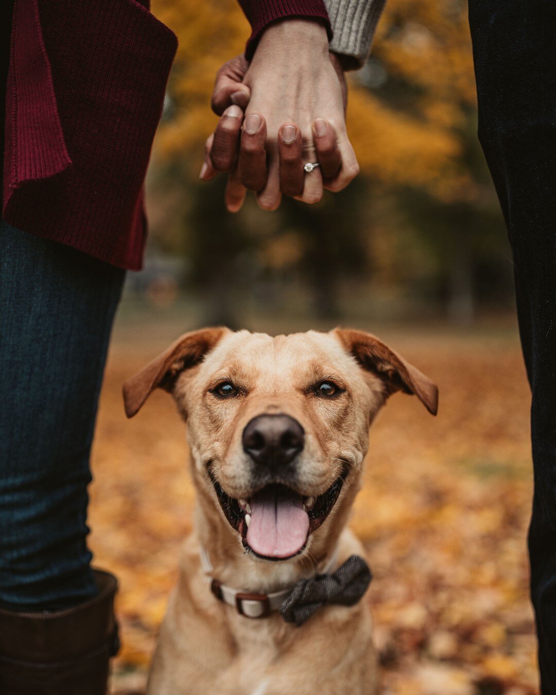 Thinking about including your fur buddy in a photoshoot? Here are some inspirations.

@the_tall_tails @natalya_sur 

#dogportrait #engagementwithdog #engagementshootwithdog #furbaby #furbabylove #engagementsessionwithdog #engagementshootwithdogs #eng