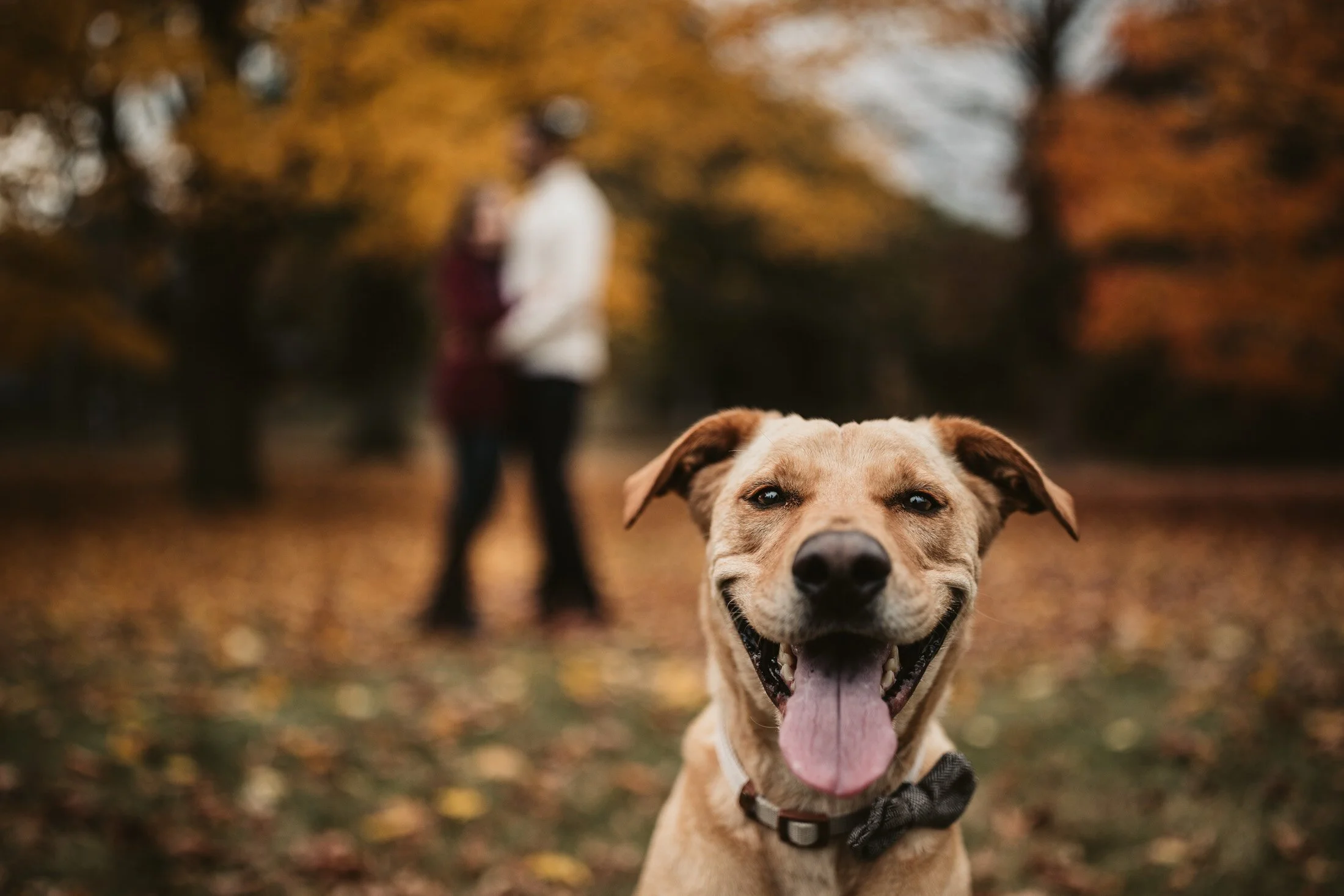 Natalya + Pranit's engagement - Maudslay State Park, Newburyport MA