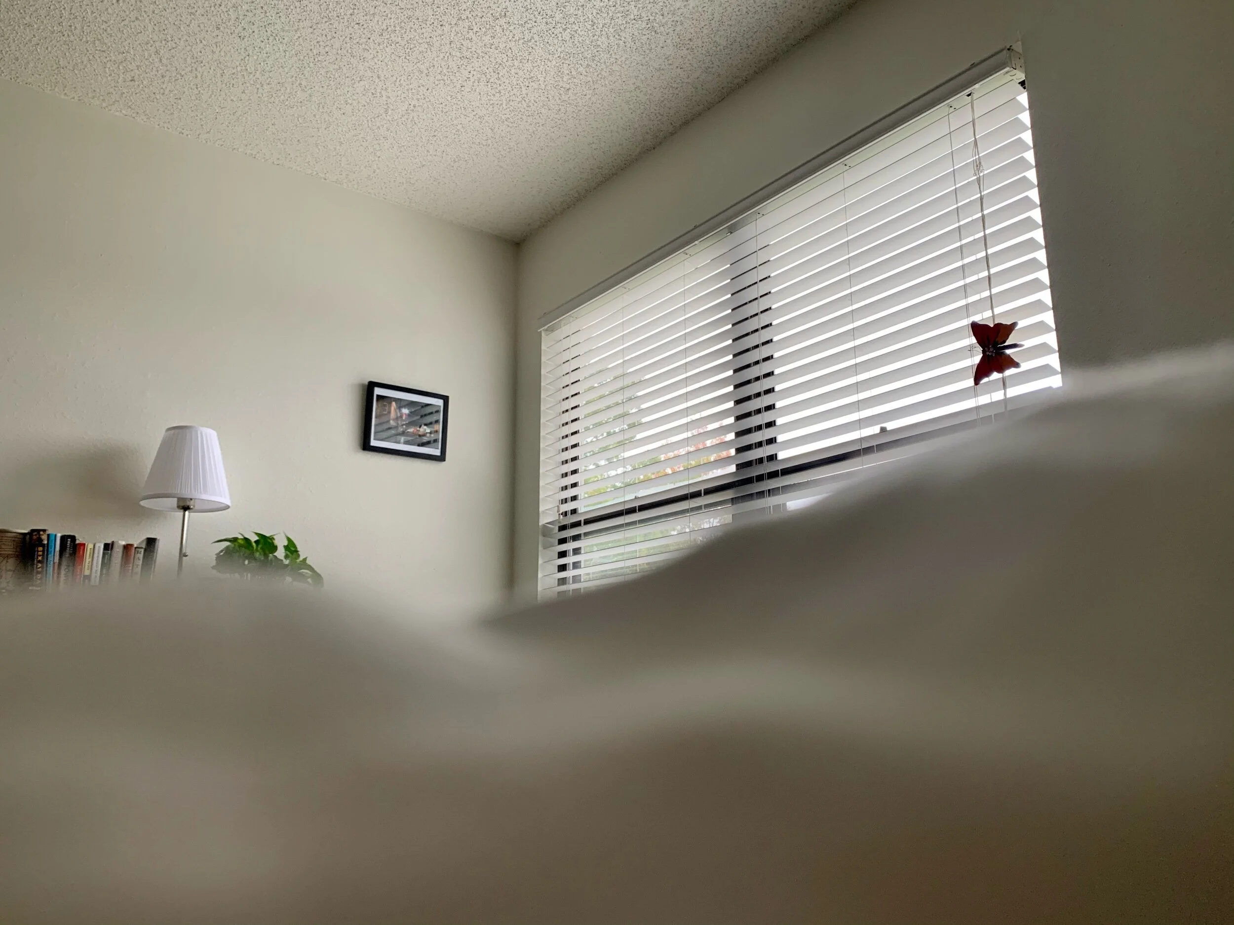 View From The Blanket Fort