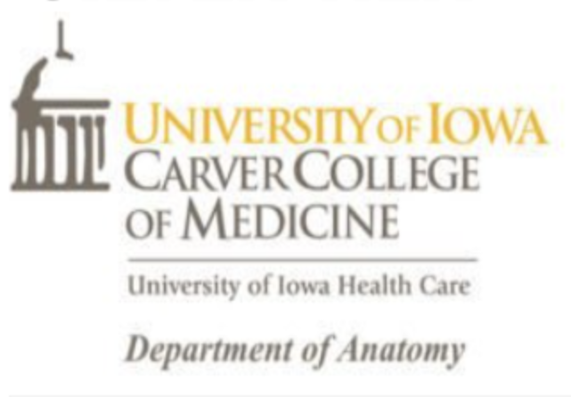 Iowa Anatomy.png